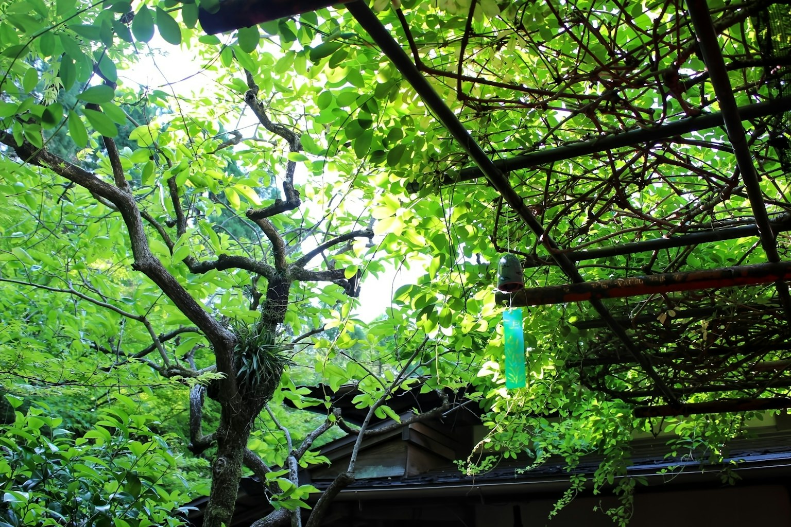 Lush green foliage with a lattice roof and trees