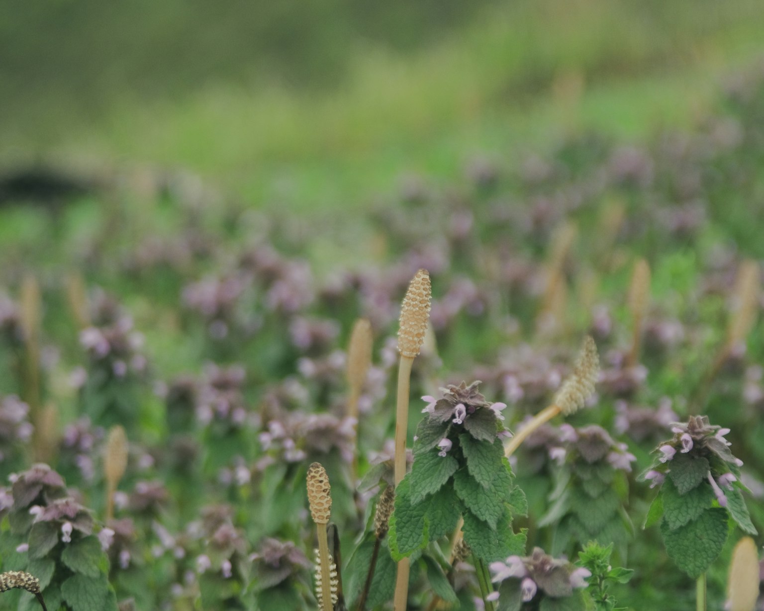 Fleurs violettes avec des feuilles vertes dans un arrière-plan luxuriant