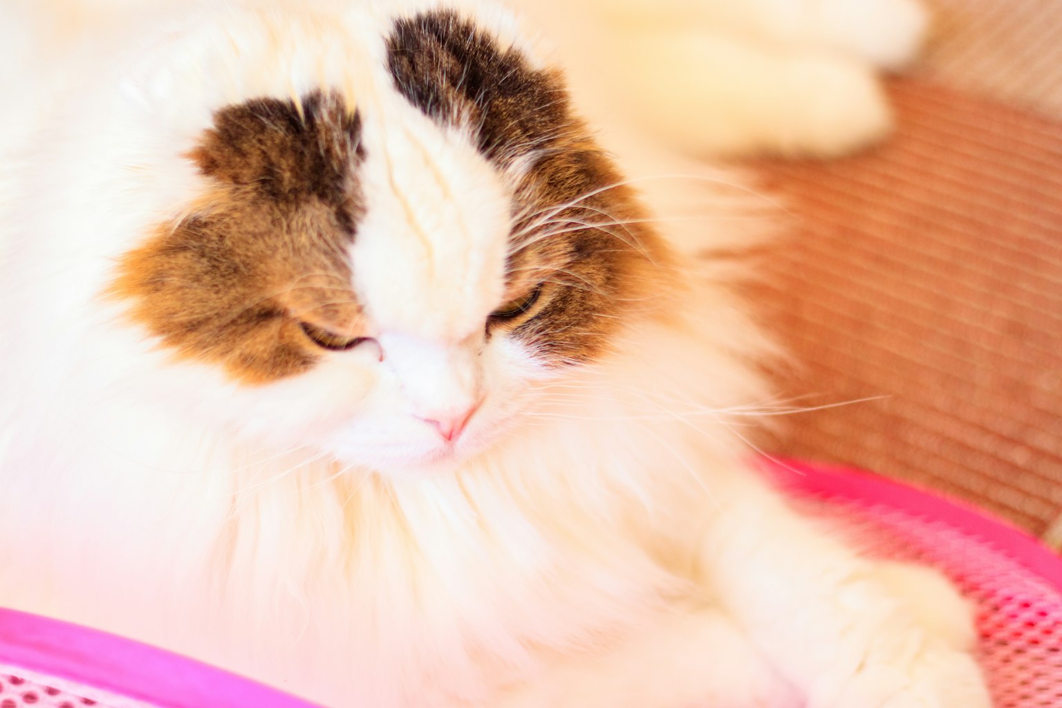 Gato blanco esponjoso descansando sobre una cesta rosa