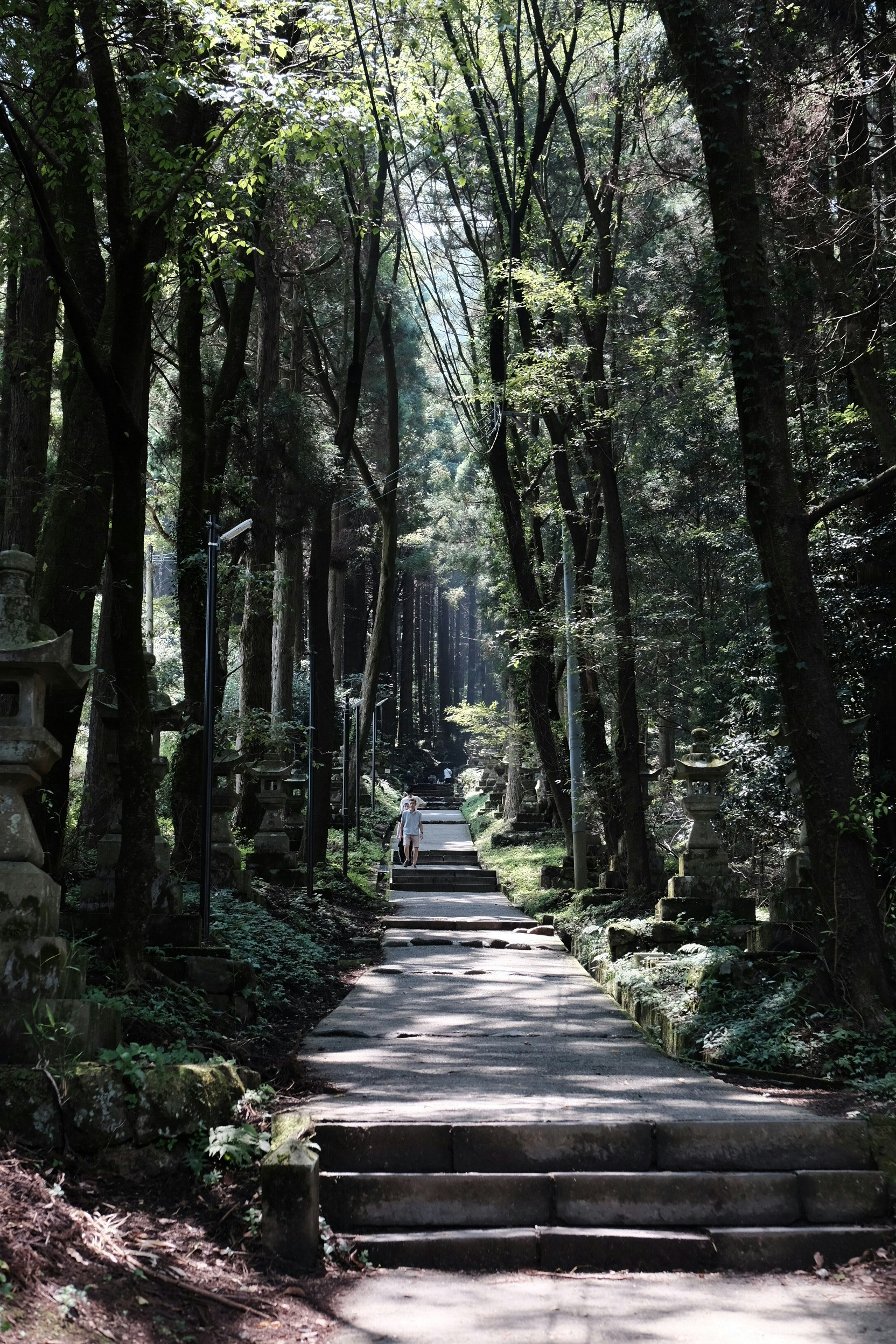 山道の石段が続く緑の森の参道