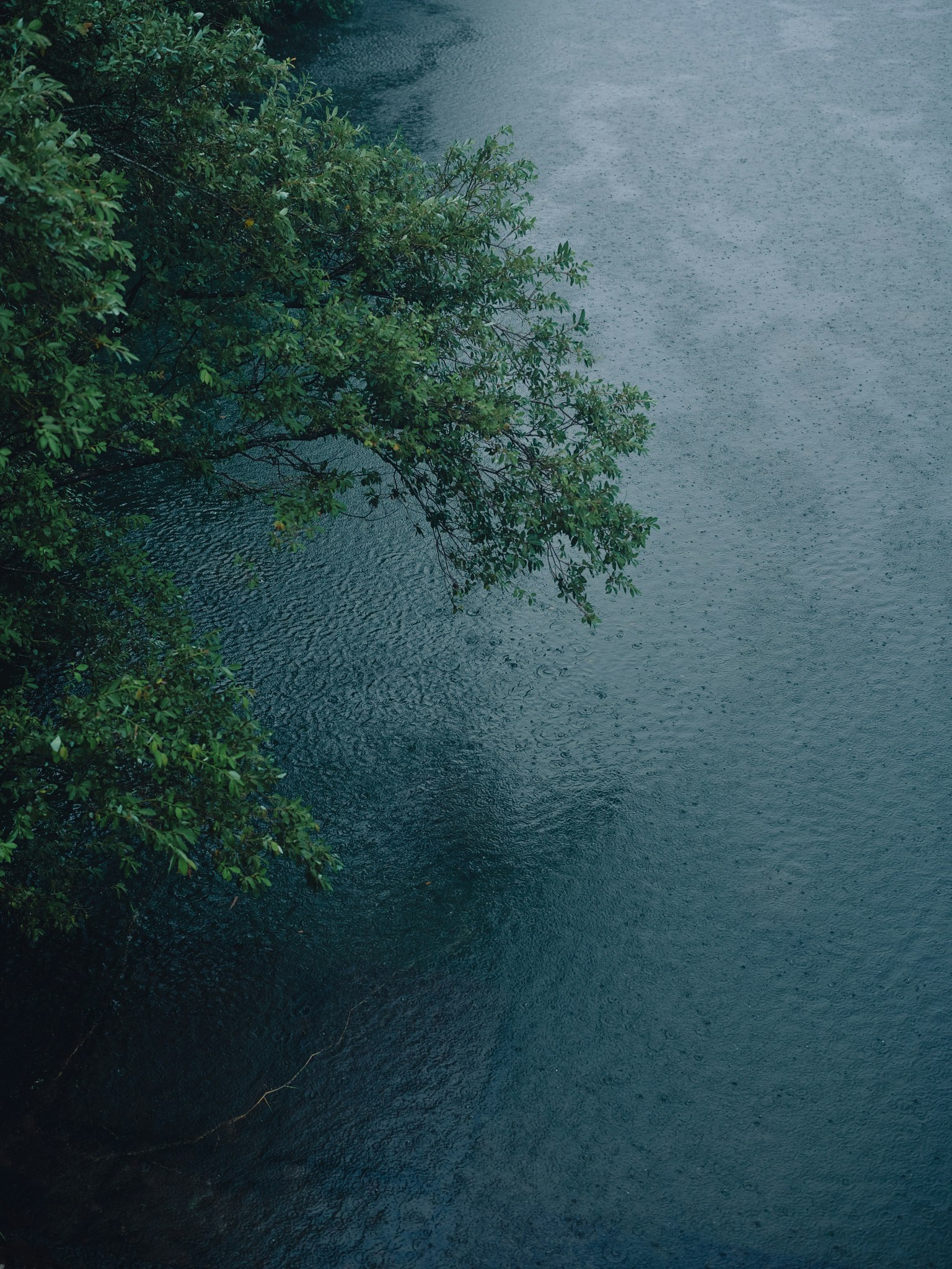 Pemandangan tenang air biru dengan cabang pohon hijau di atasnya
