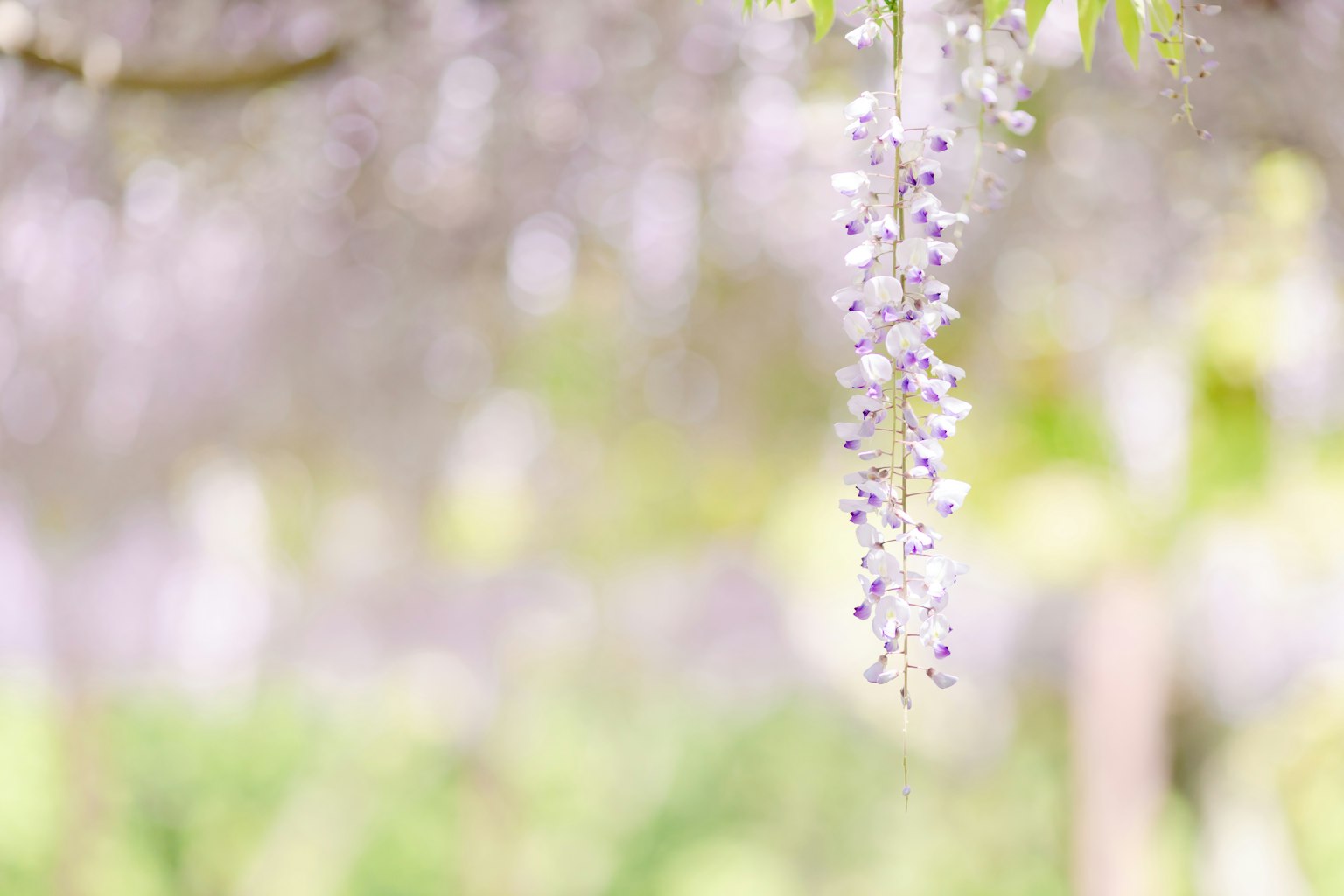 Hoa glycine tím treo nền mờ