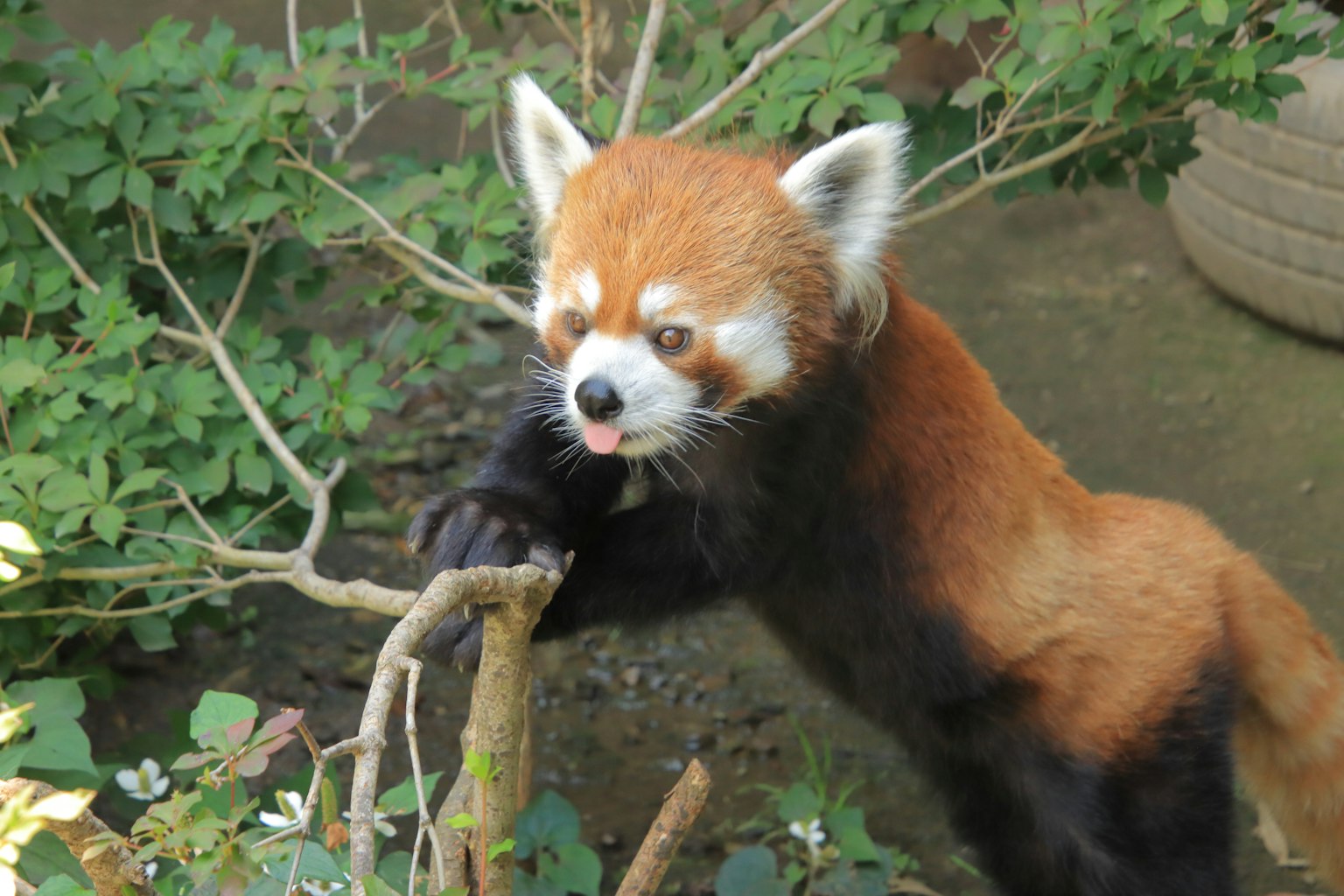 Panda merah bersandar pada cabang dengan vegetasi subur