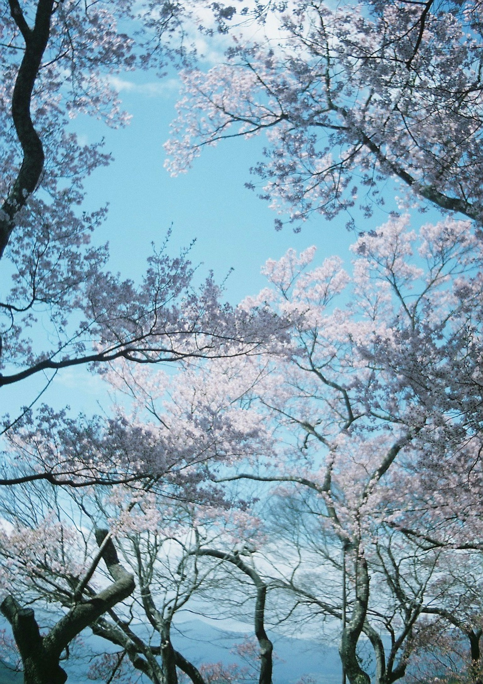 Pemandangan indah cabang dan bunga sakura di bawah langit biru