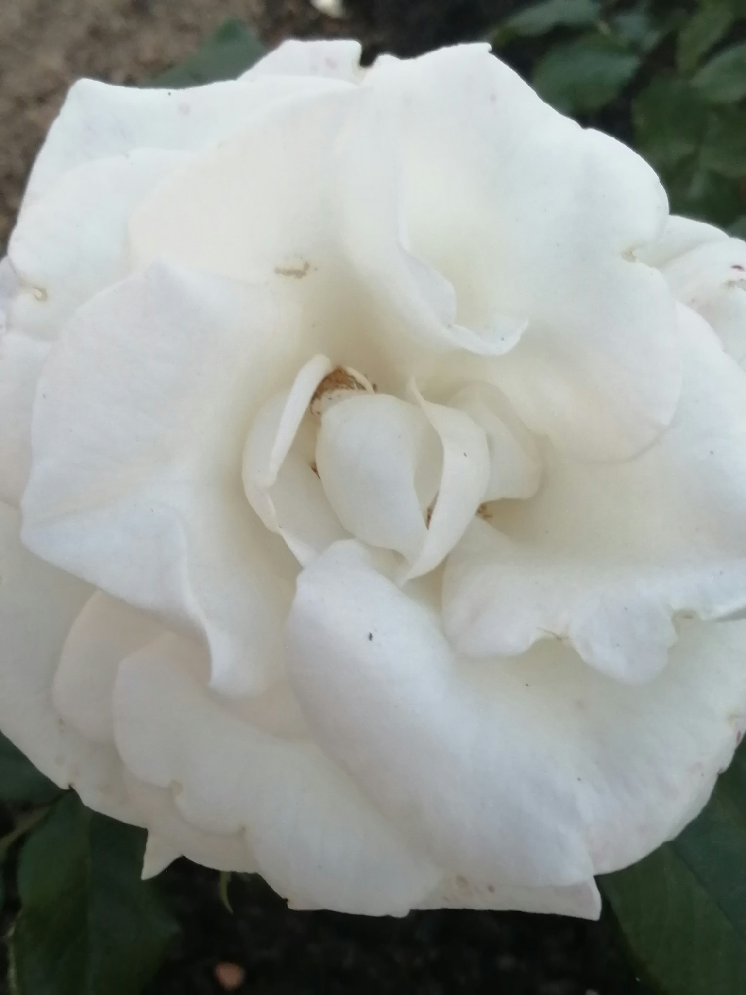 Beautiful white rose with overlapping petals