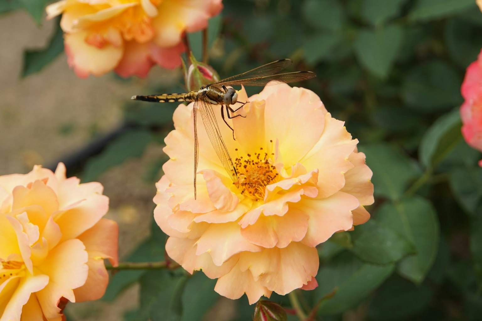 Nahaufnahme eines Insekts auf pfirsichfarbenen Rosenblüten