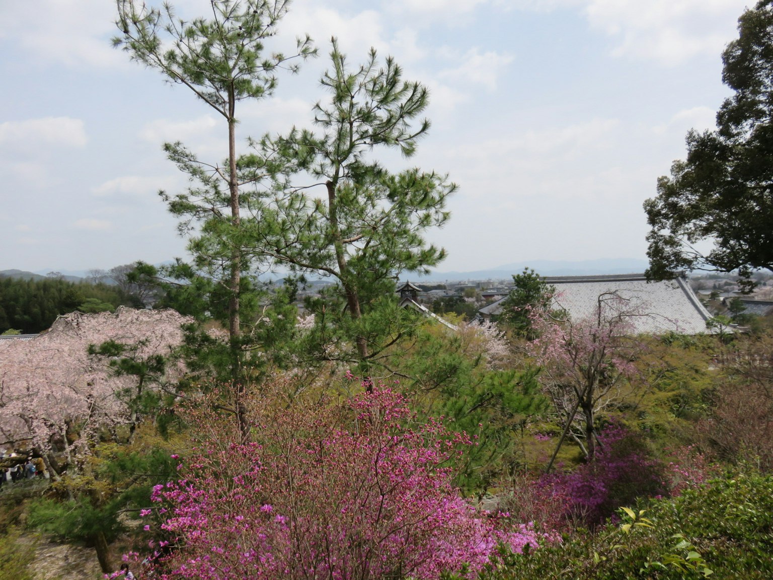 Vista panoramica di fiori in fiore e alberi verdi