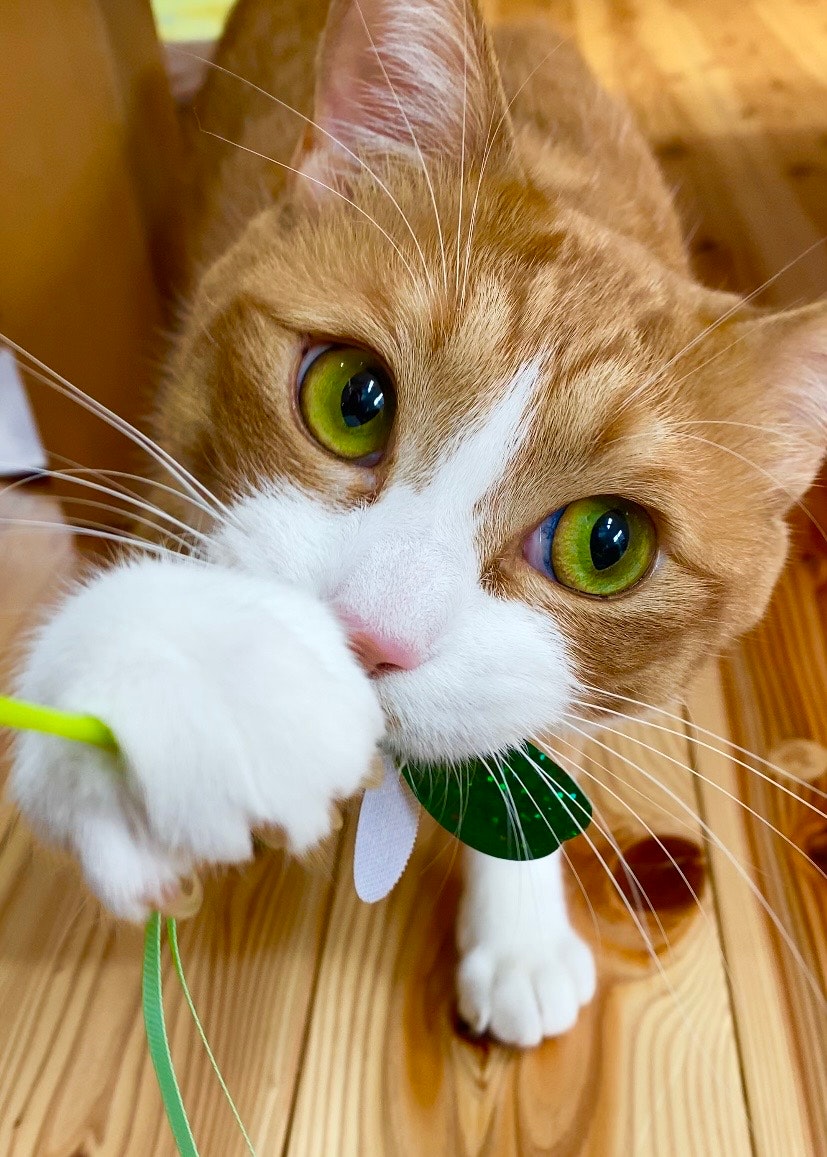 緑の瞳の茶白猫が木の床で見つめる
