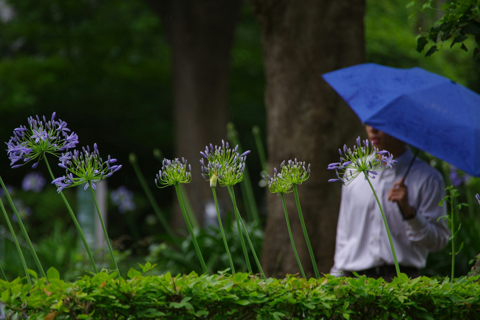 A person with a blue umbrella in a green park surrounded by purple flowers