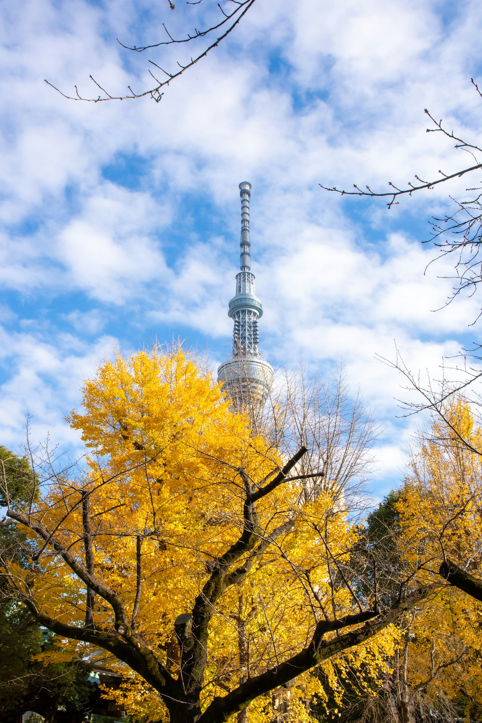 Tokyo Tower towering above autumn leaves under a blue sky
