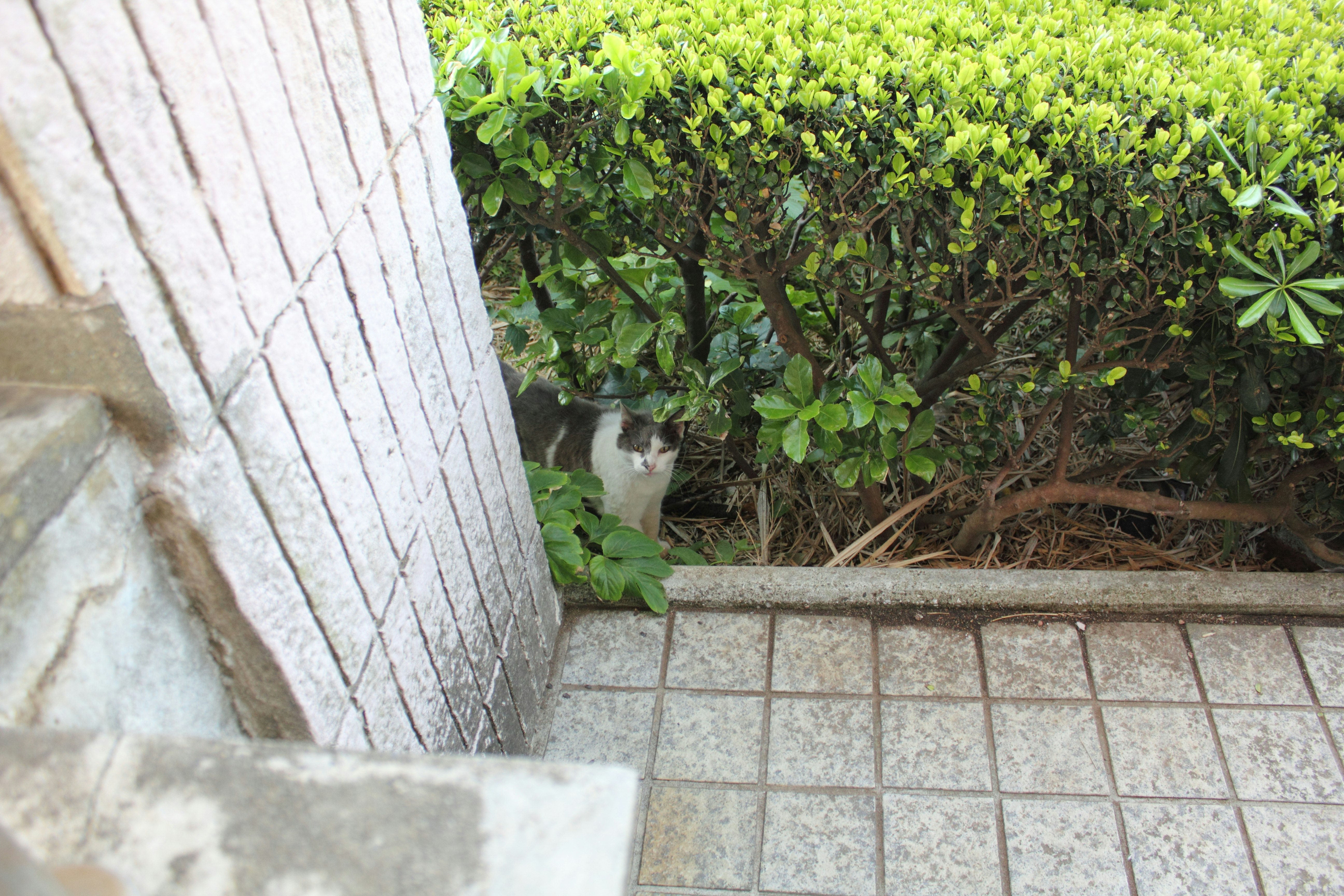 塀の隙間からのぞく野良猫