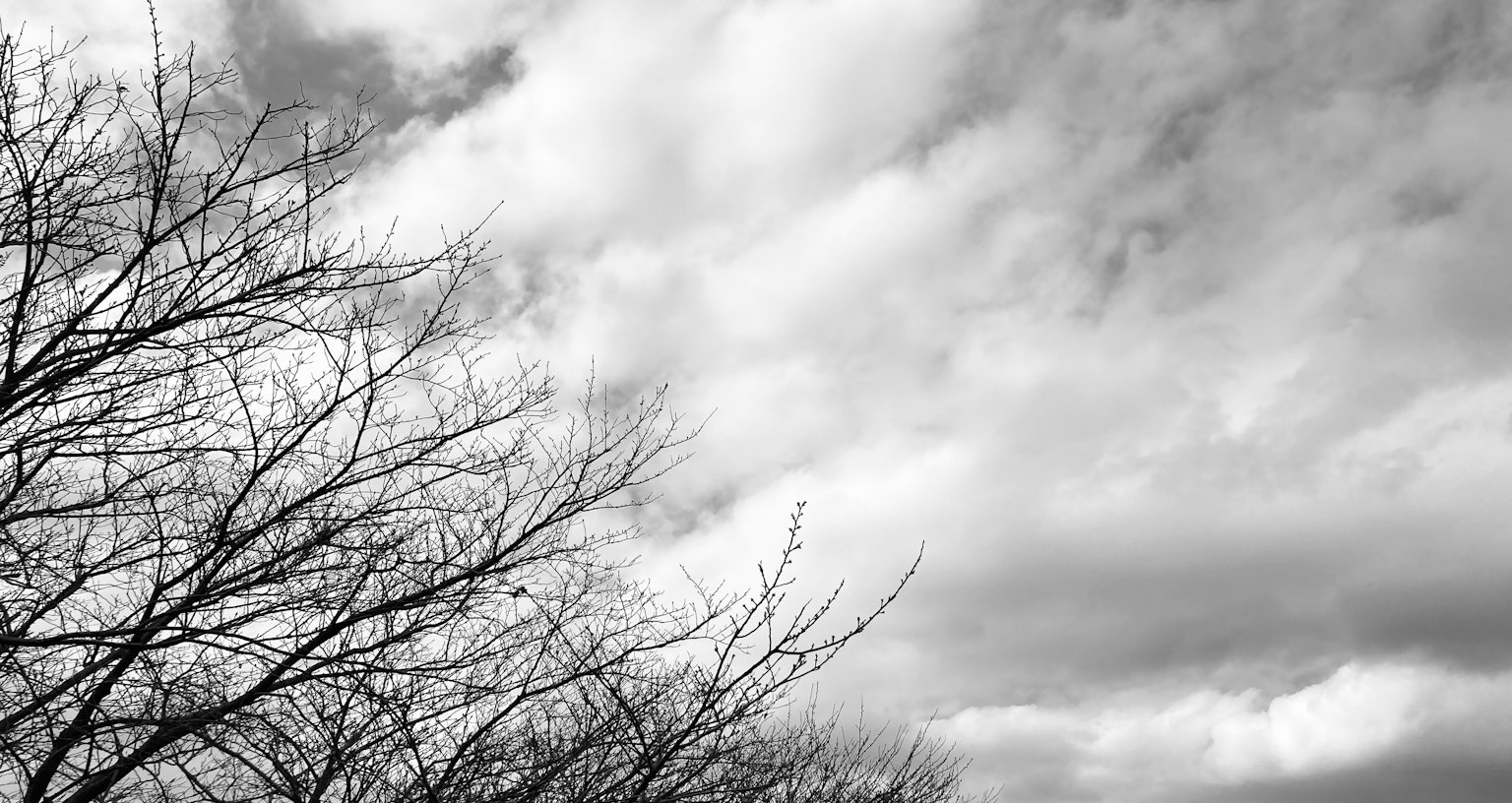 Paisaje en blanco y negro con nubes y ramas de árbol