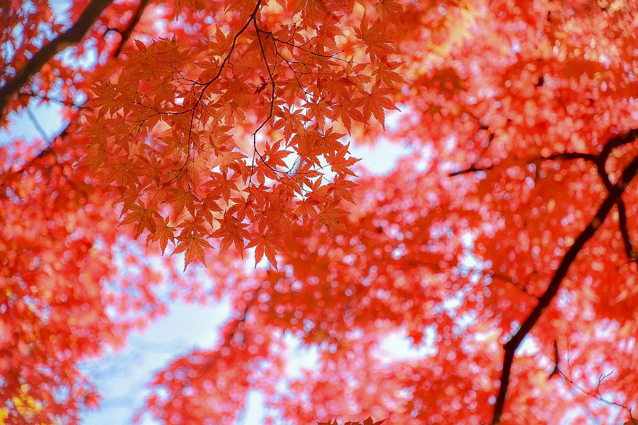 Feuilles d’érable rouges couvrant l’image