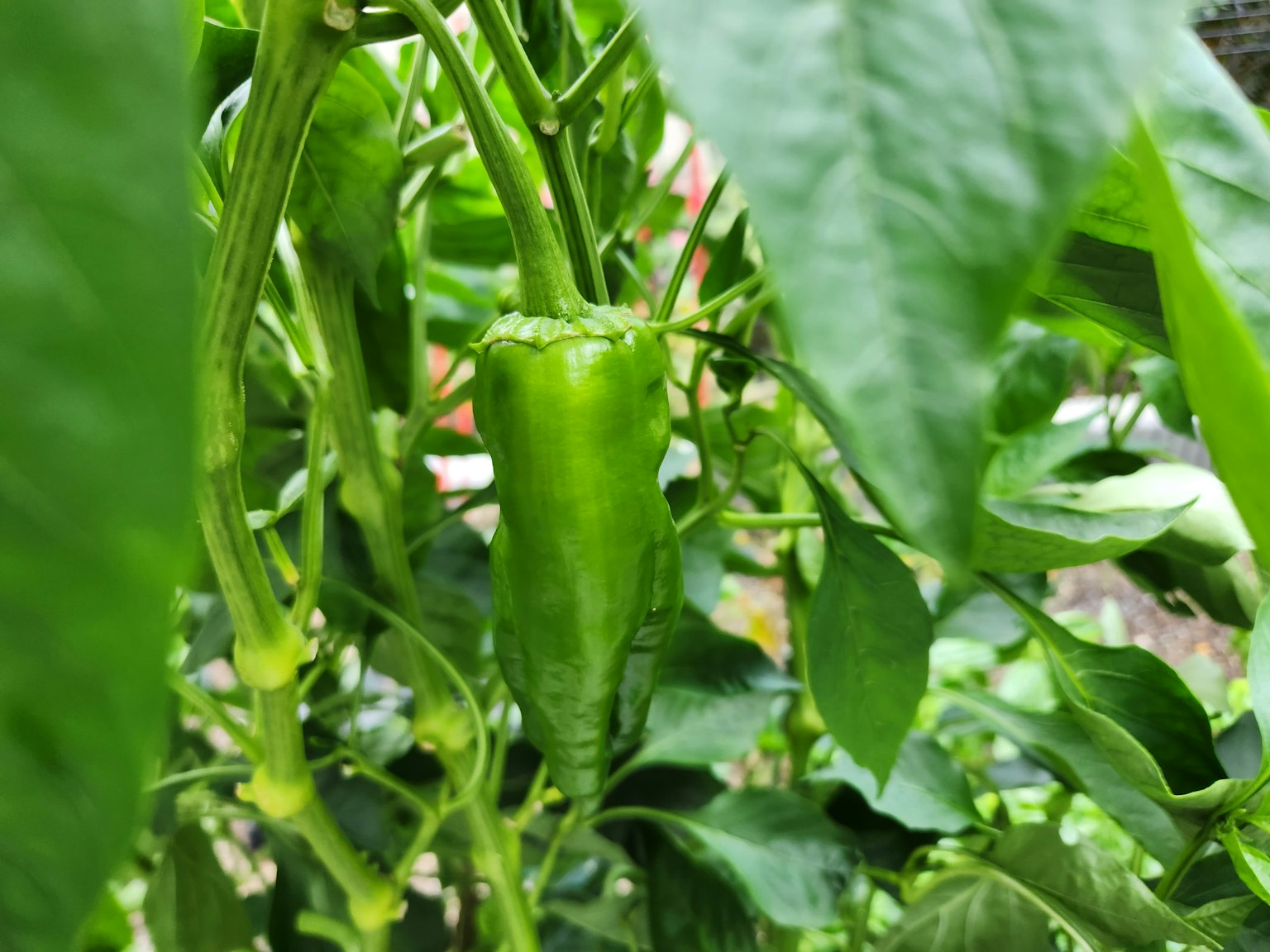 Pimiento verde creciendo entre hojas verdes exuberantes
