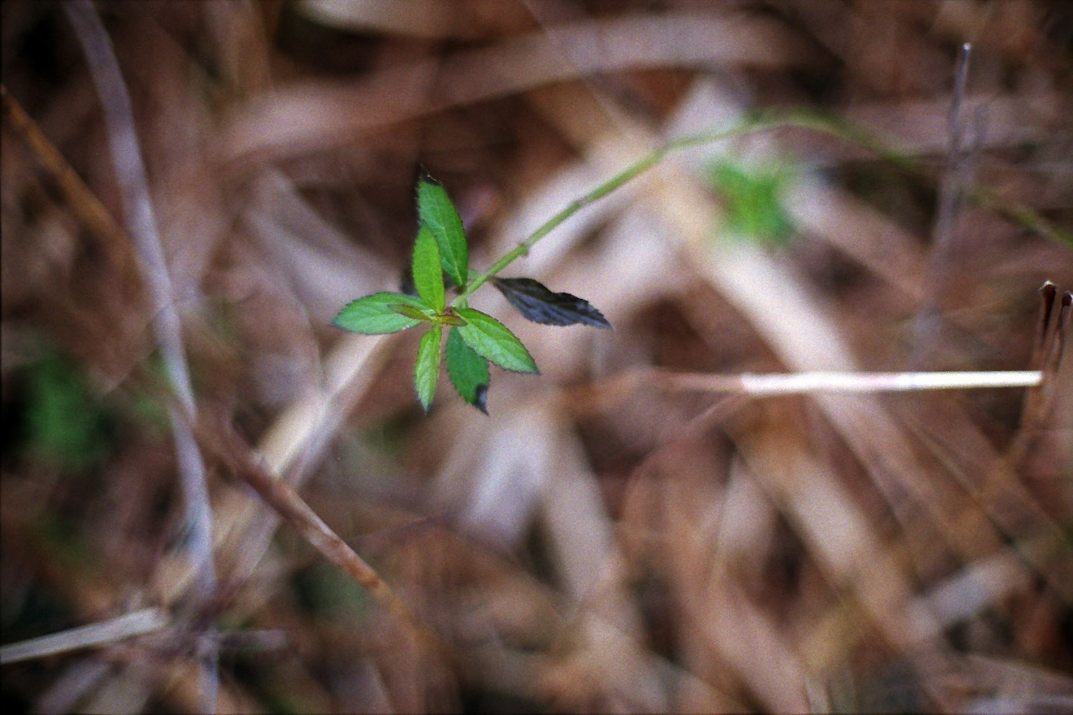 Close-up photo of a green plant with leaves against a background of dried grass