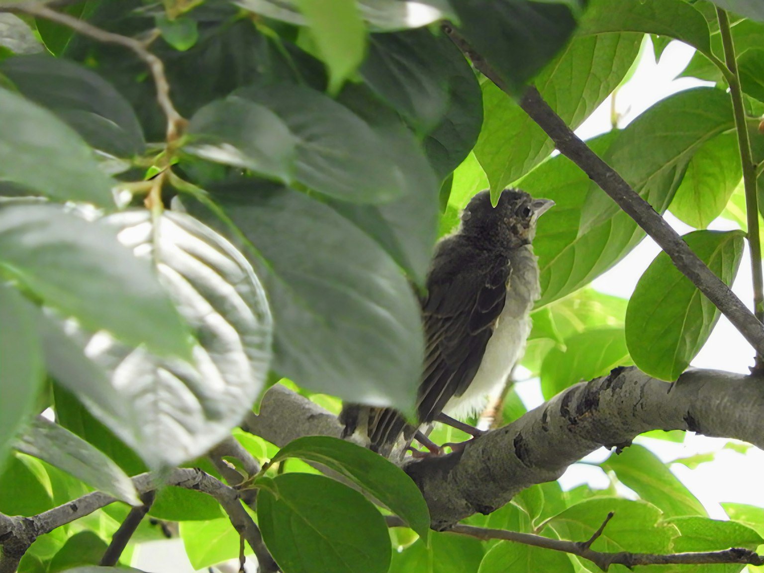 Un pequeño pájaro parcialmente oculto entre hojas verdes