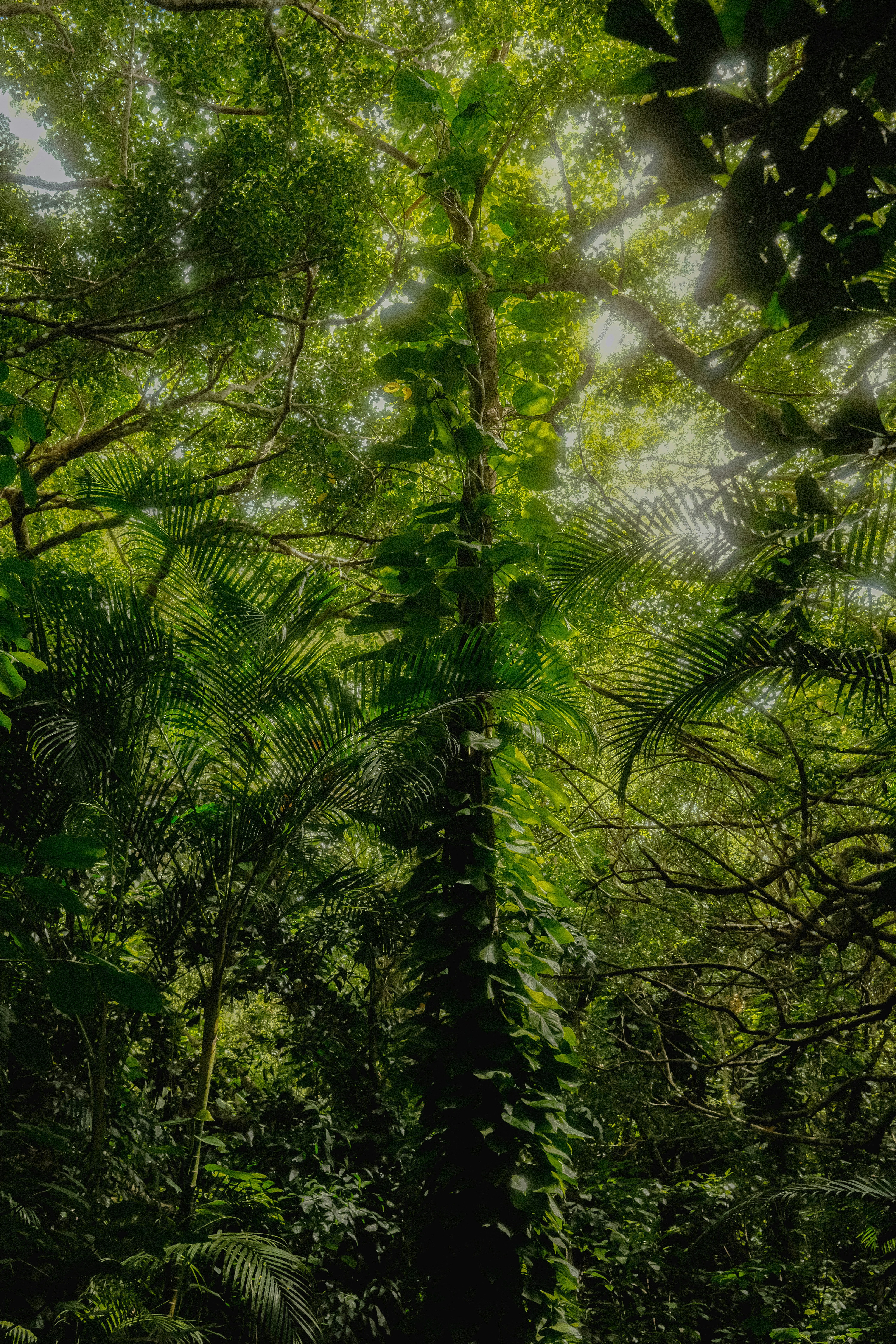 forêt tropicale luxuriante, feuillages superposés