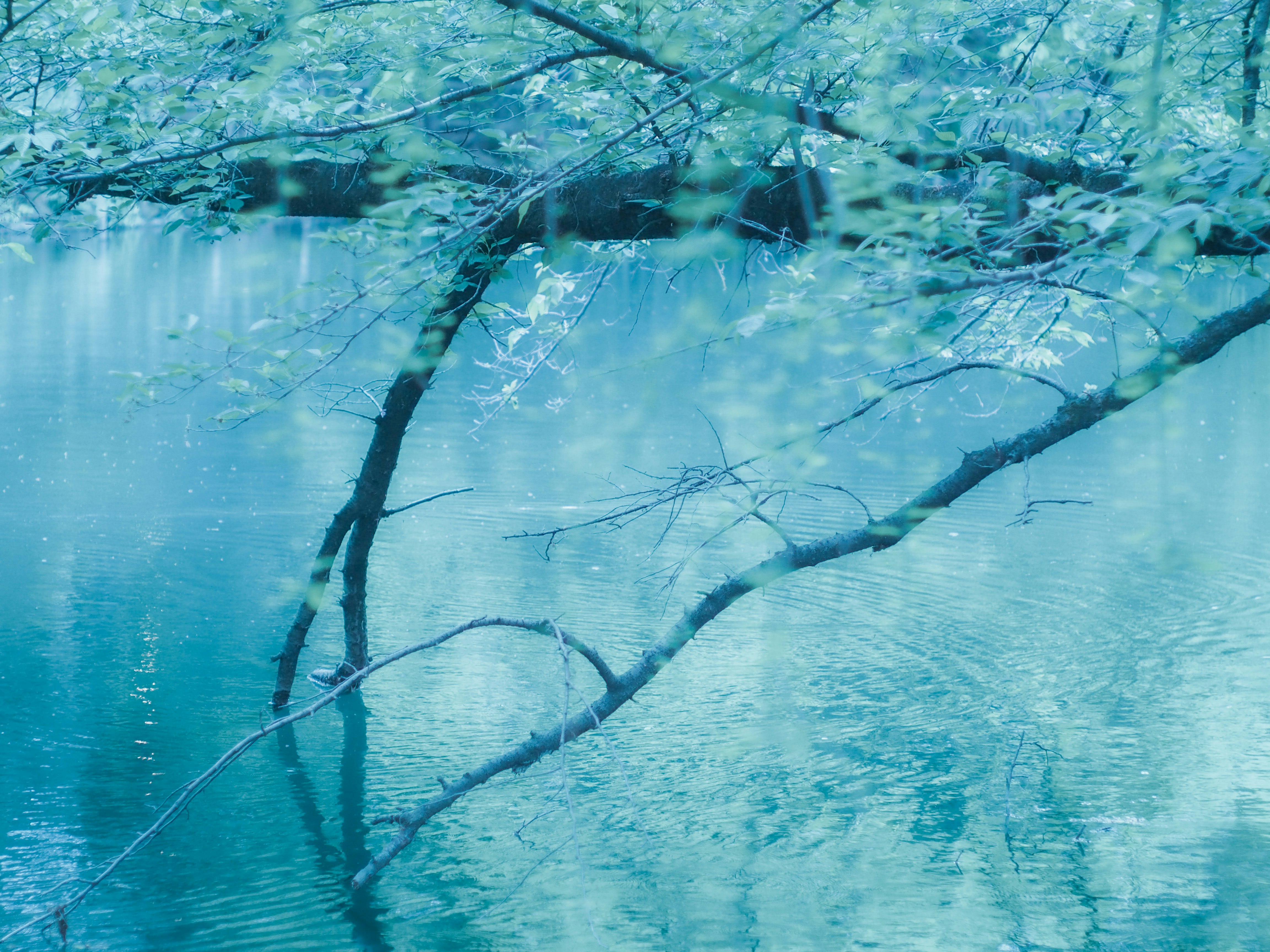 水面に映る桜の枝が広がる青い池の風景