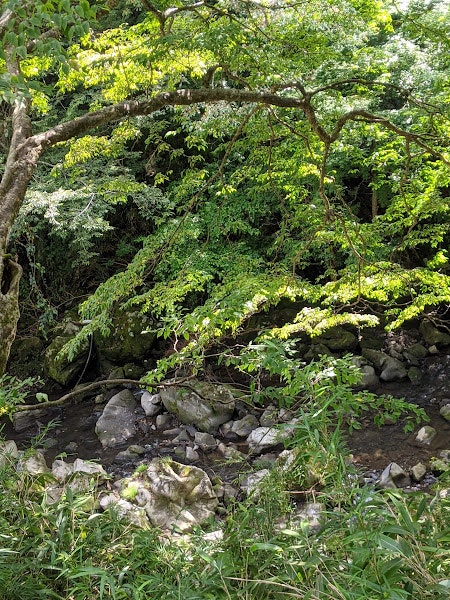 苔むした石と草の小道が流れる緑の森の斜面