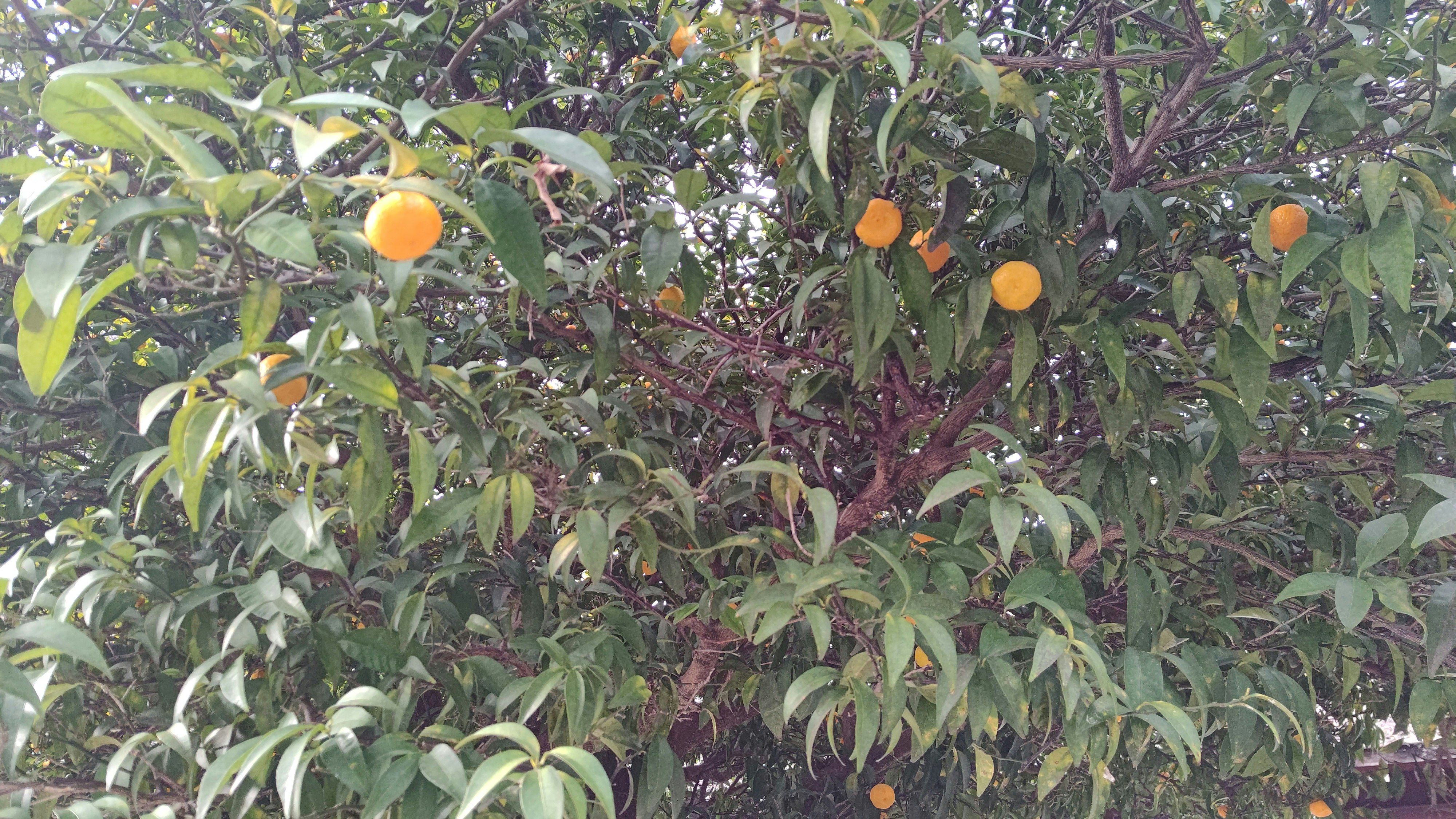 frutos naranjas maduros en las ramas de un huerto