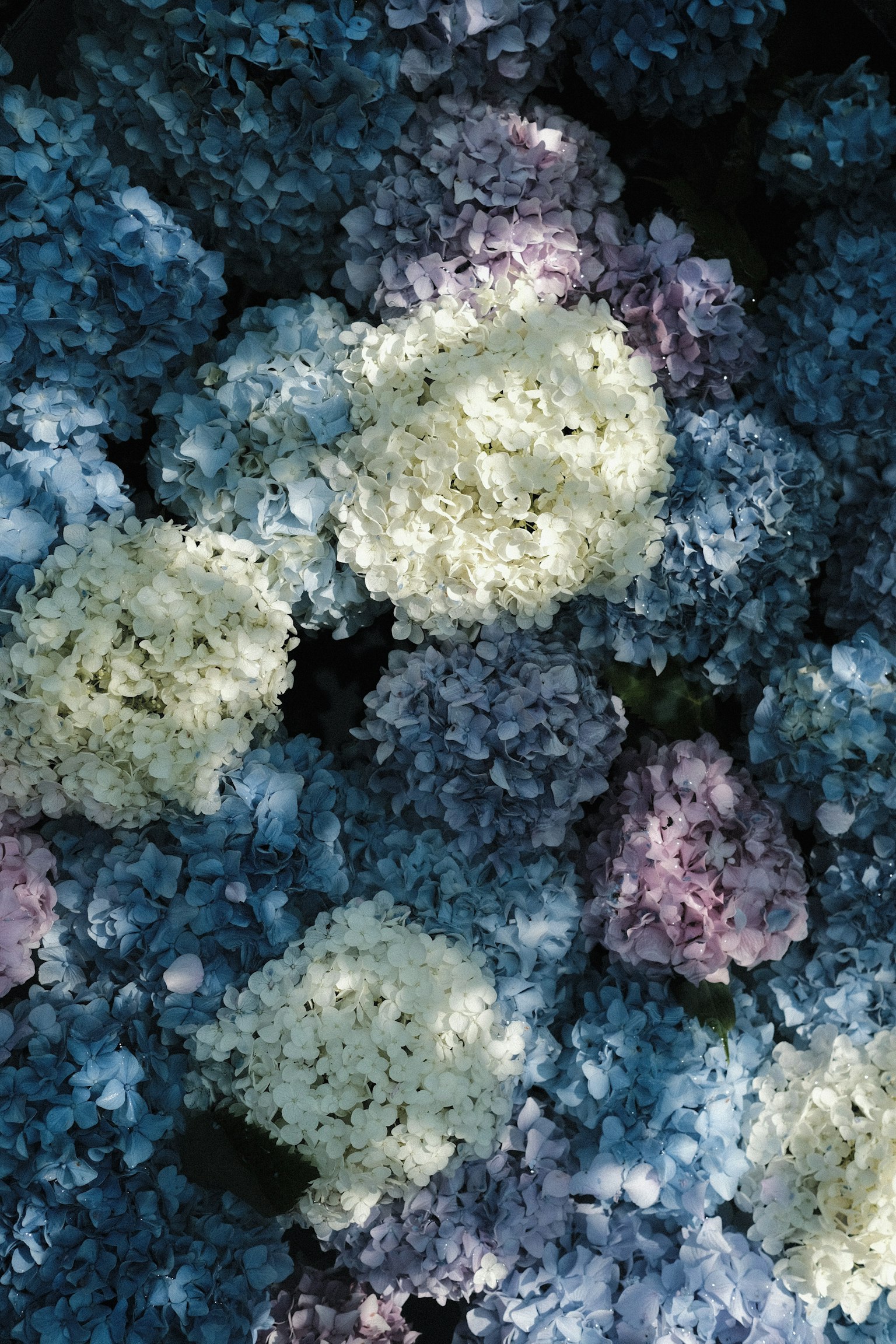 Kumpulan bunga hortensia biru dan ungu