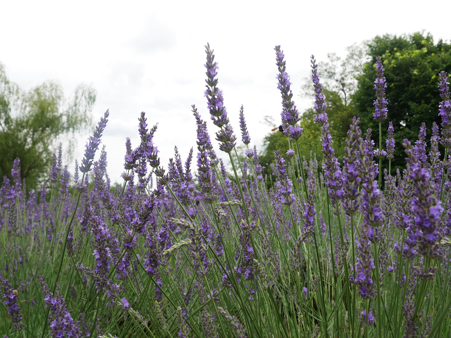 Feld mit blühendem Lavendel und lila Blumen sowie grünem Laub im Hintergrund