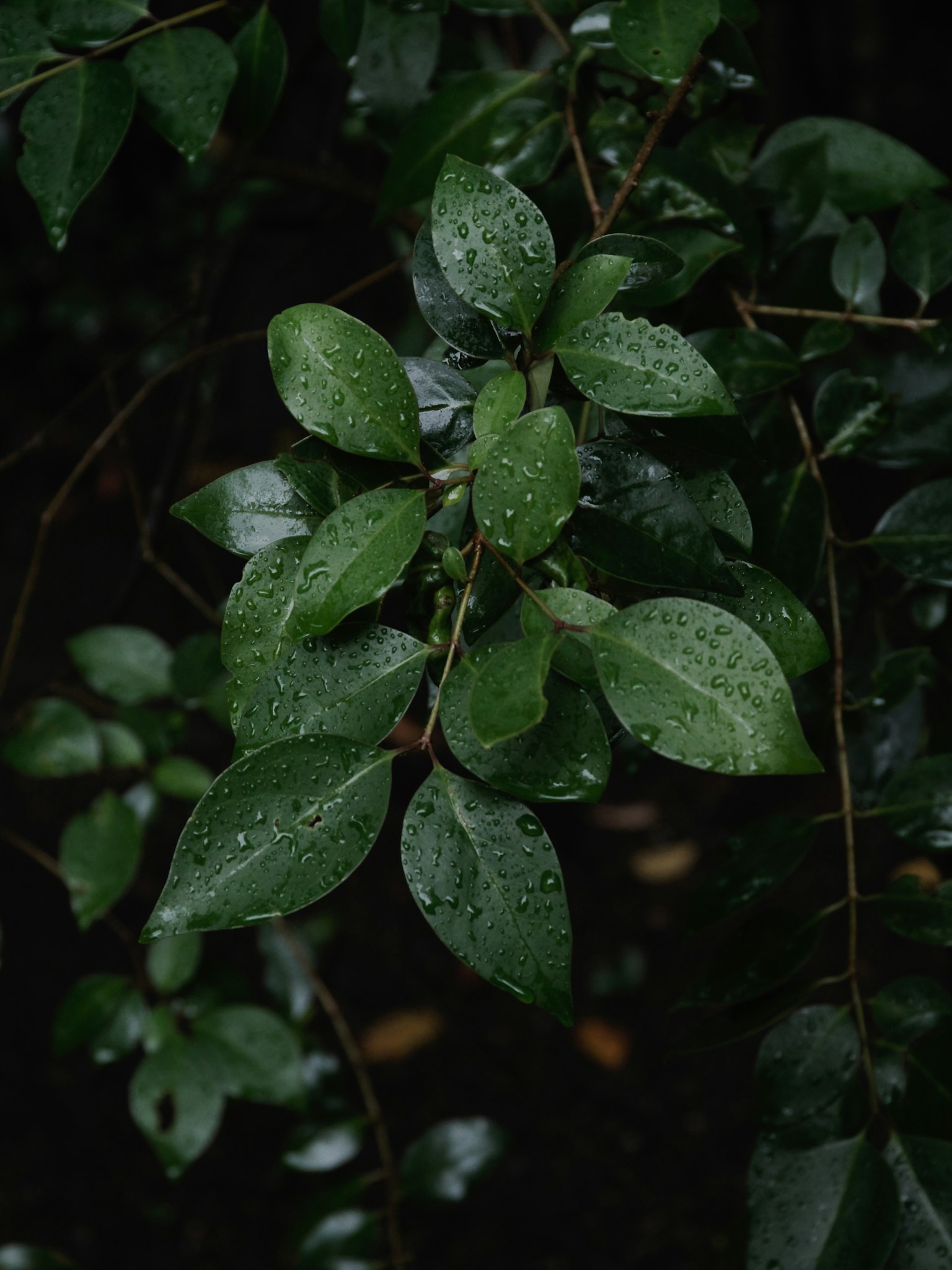 Dew-covered green leaves against a dark background