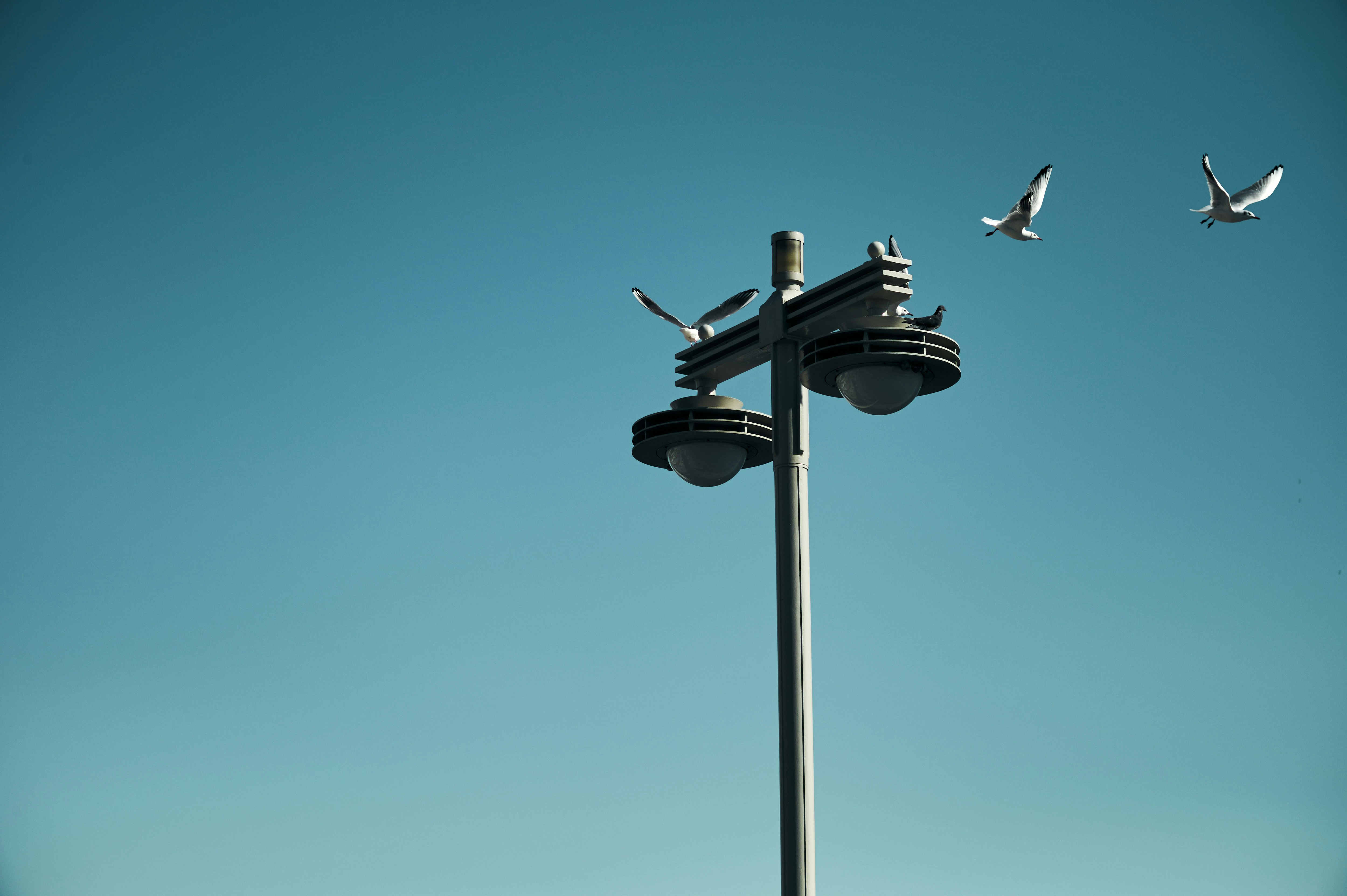 青空の下で電灯柱に止まる鳥と飛翔する鳥
