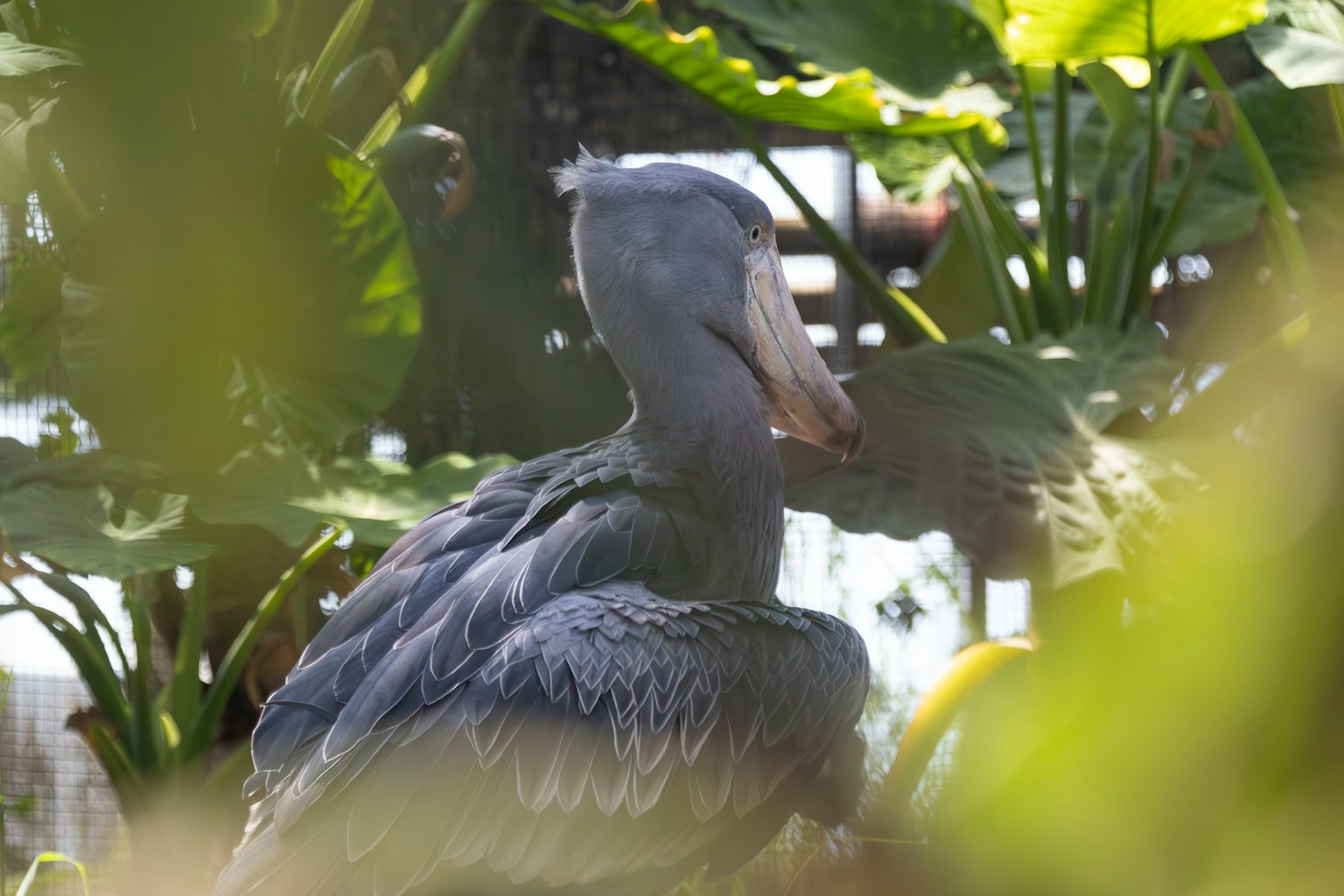 A blue bird partially visible among green leaves