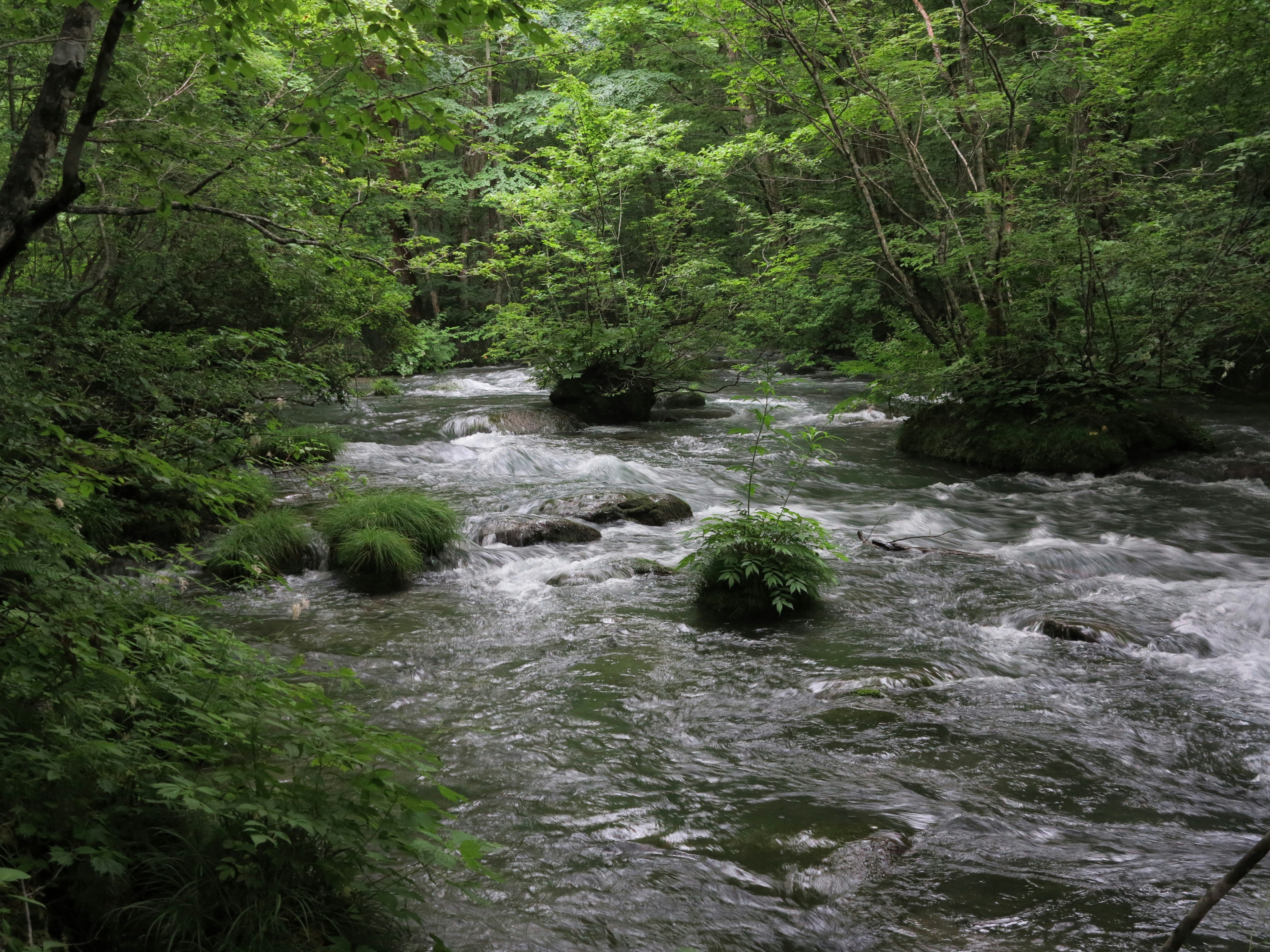 un pequeño arroyo que atraviesa un bosque verde y frondoso