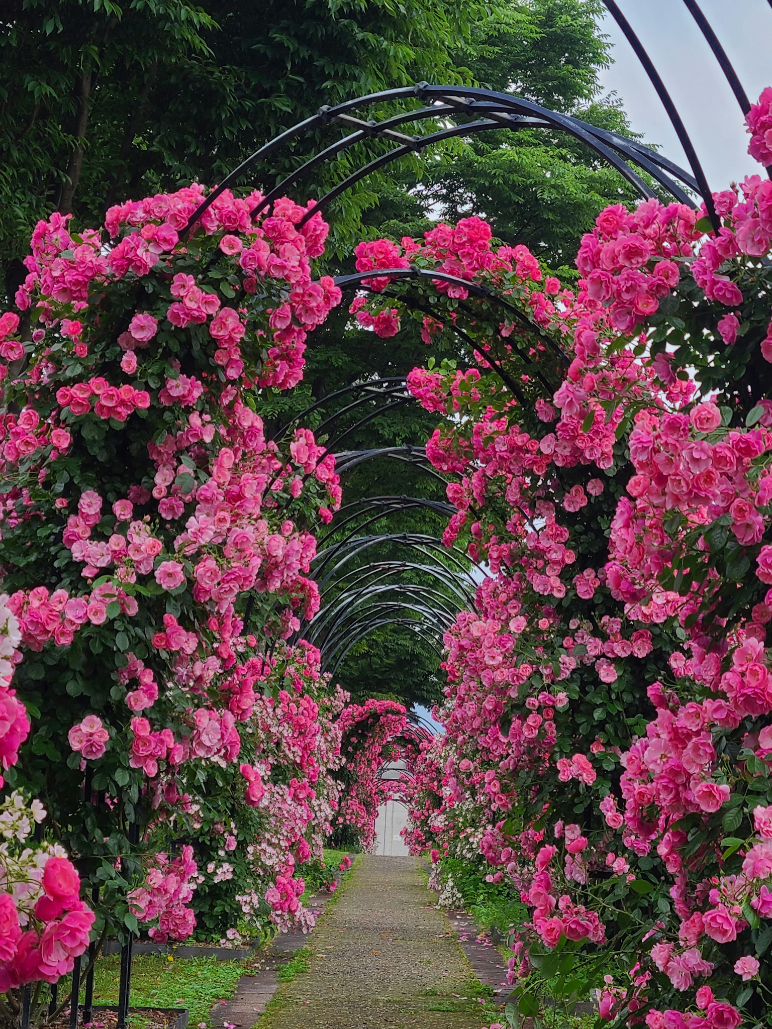 Schöner Blumenweg mit Rosenbögen