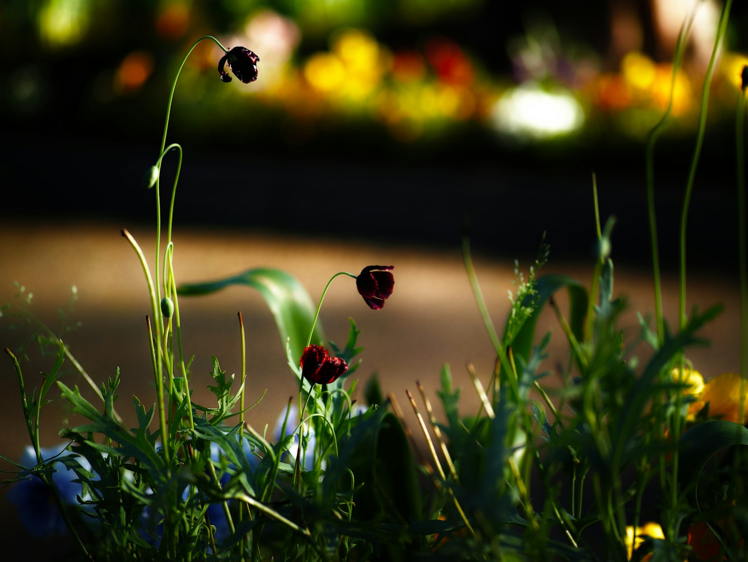 Dark flowers and green grass in a softly blurred background