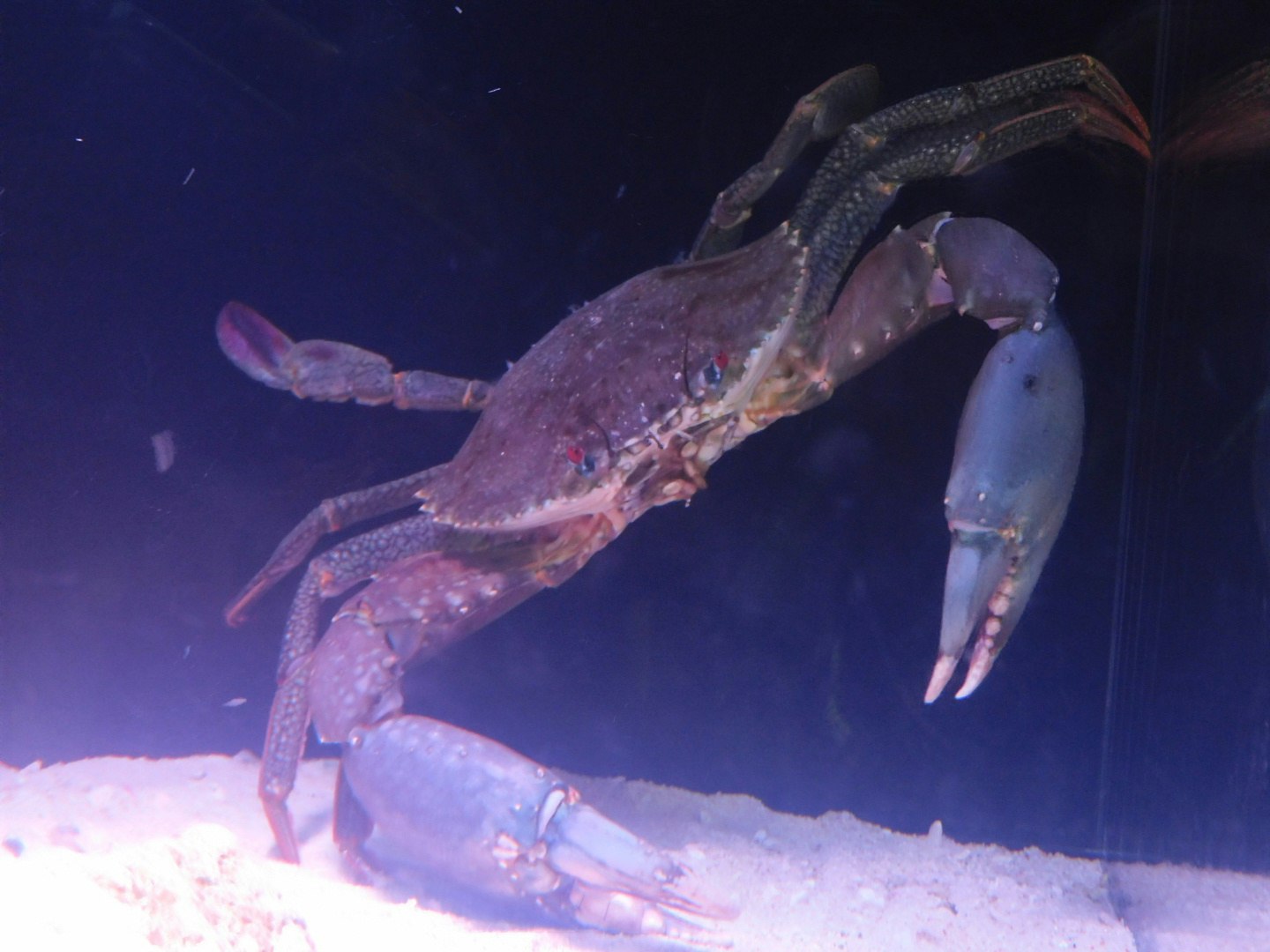 水中で泳ぐカニのような甲殻類