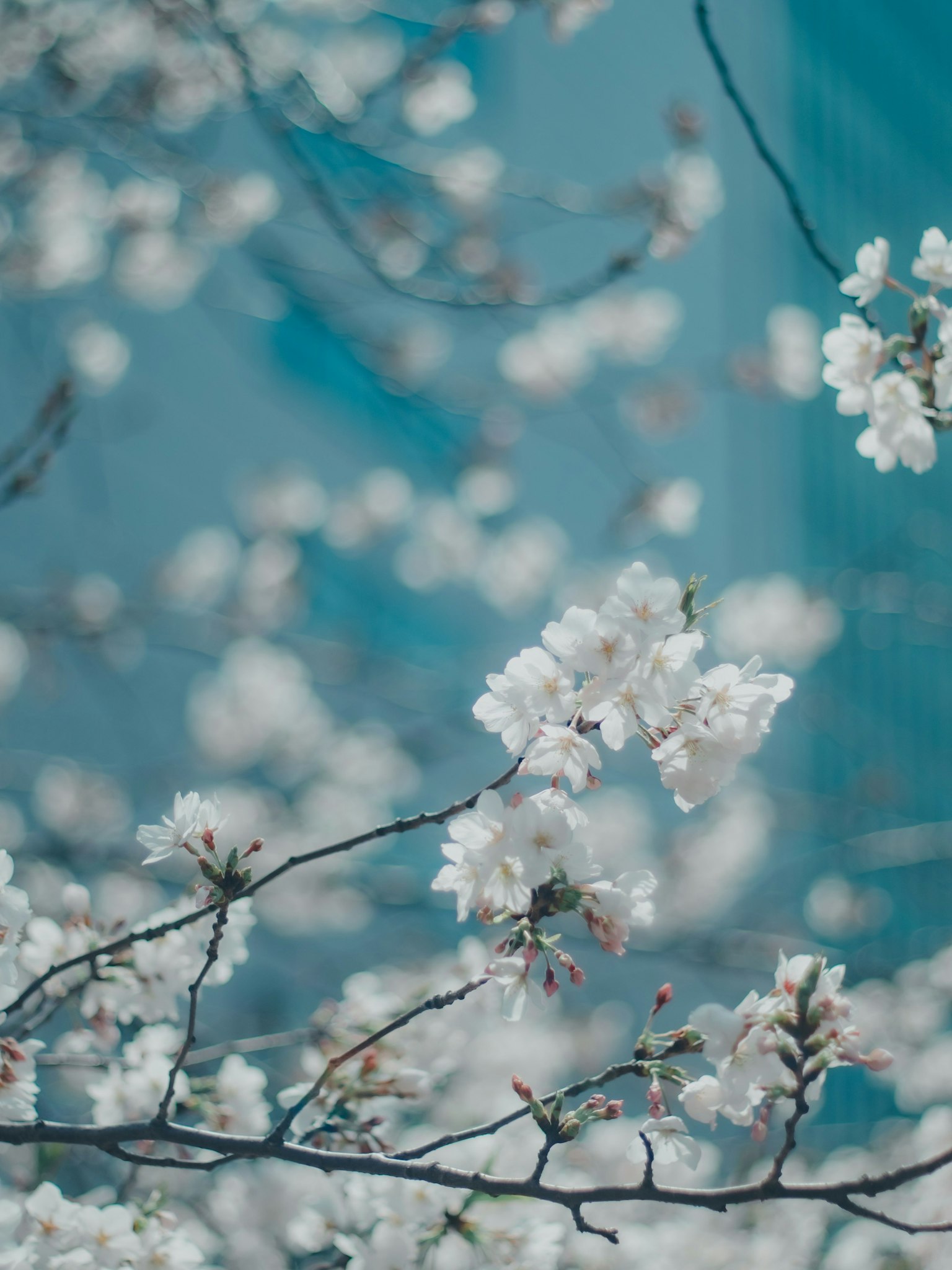 Primer plano de flores de cerezo sobre fondo azul