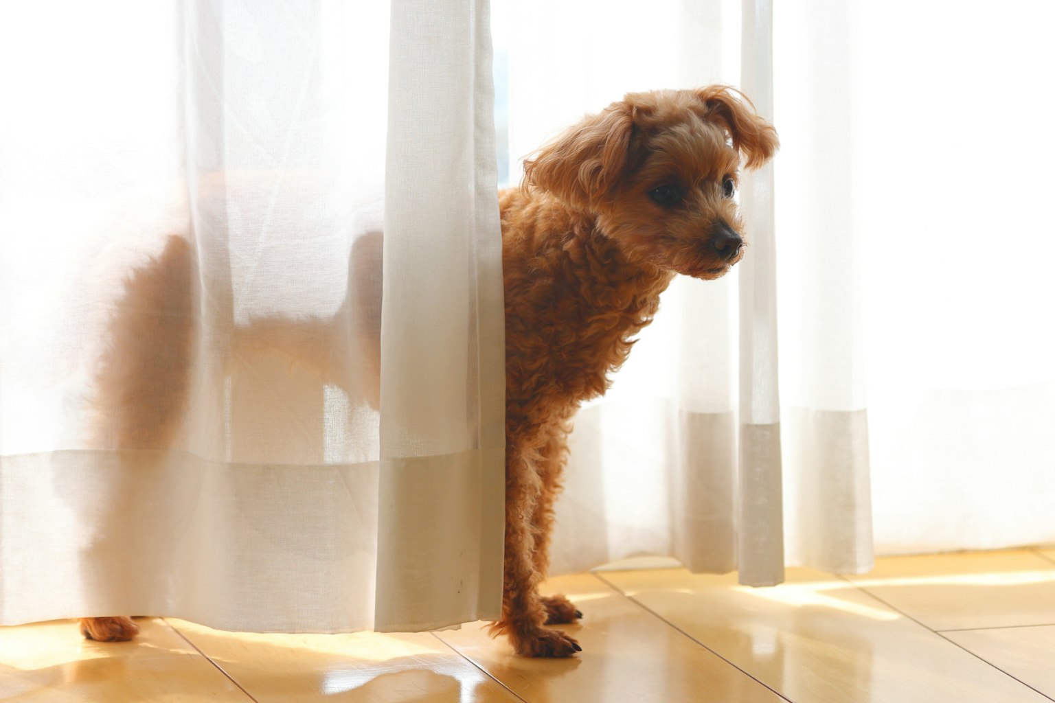 Un chien brun regardant derrière un rideau transparent