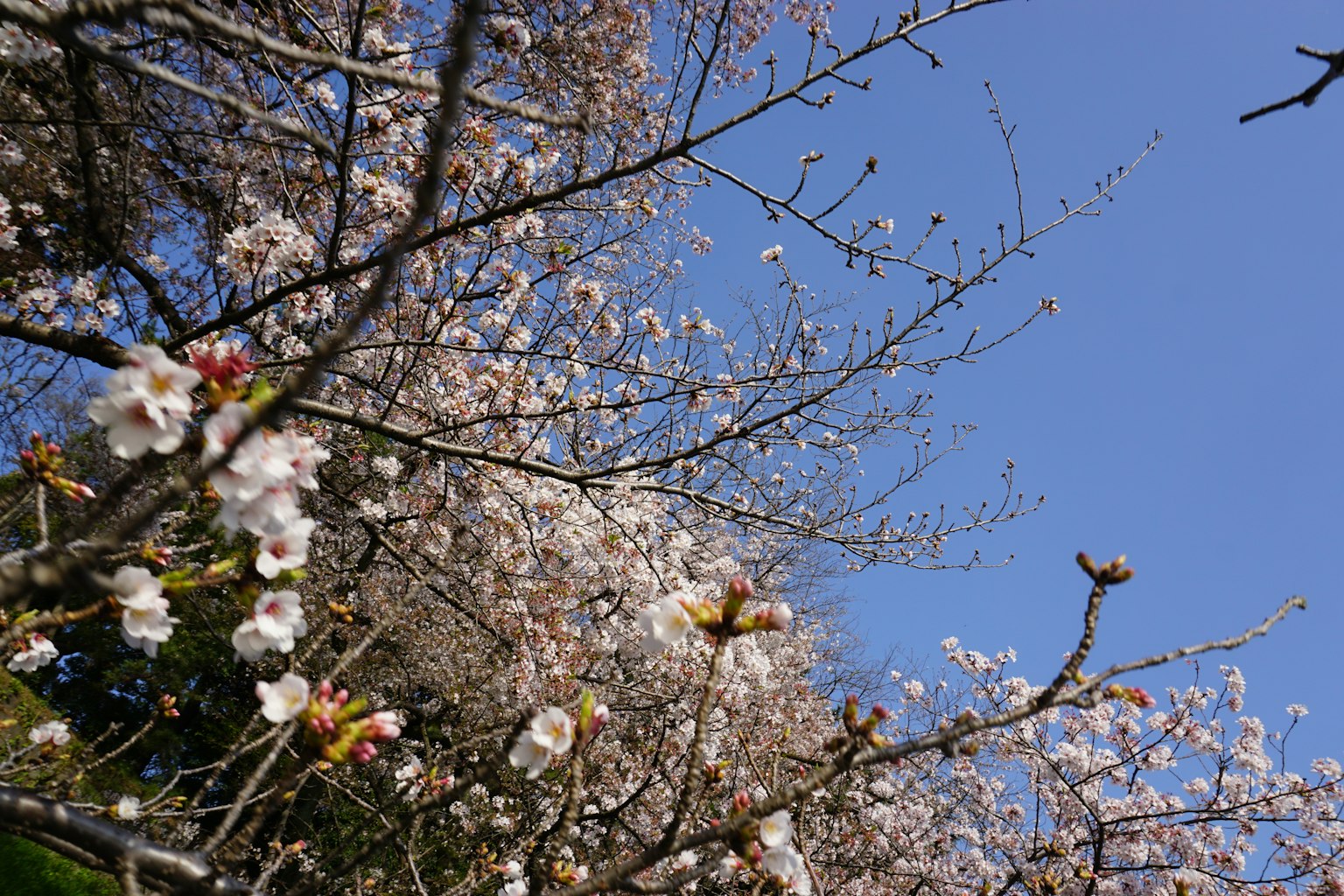 蓝天背景下的樱花树与花朵和花蕾