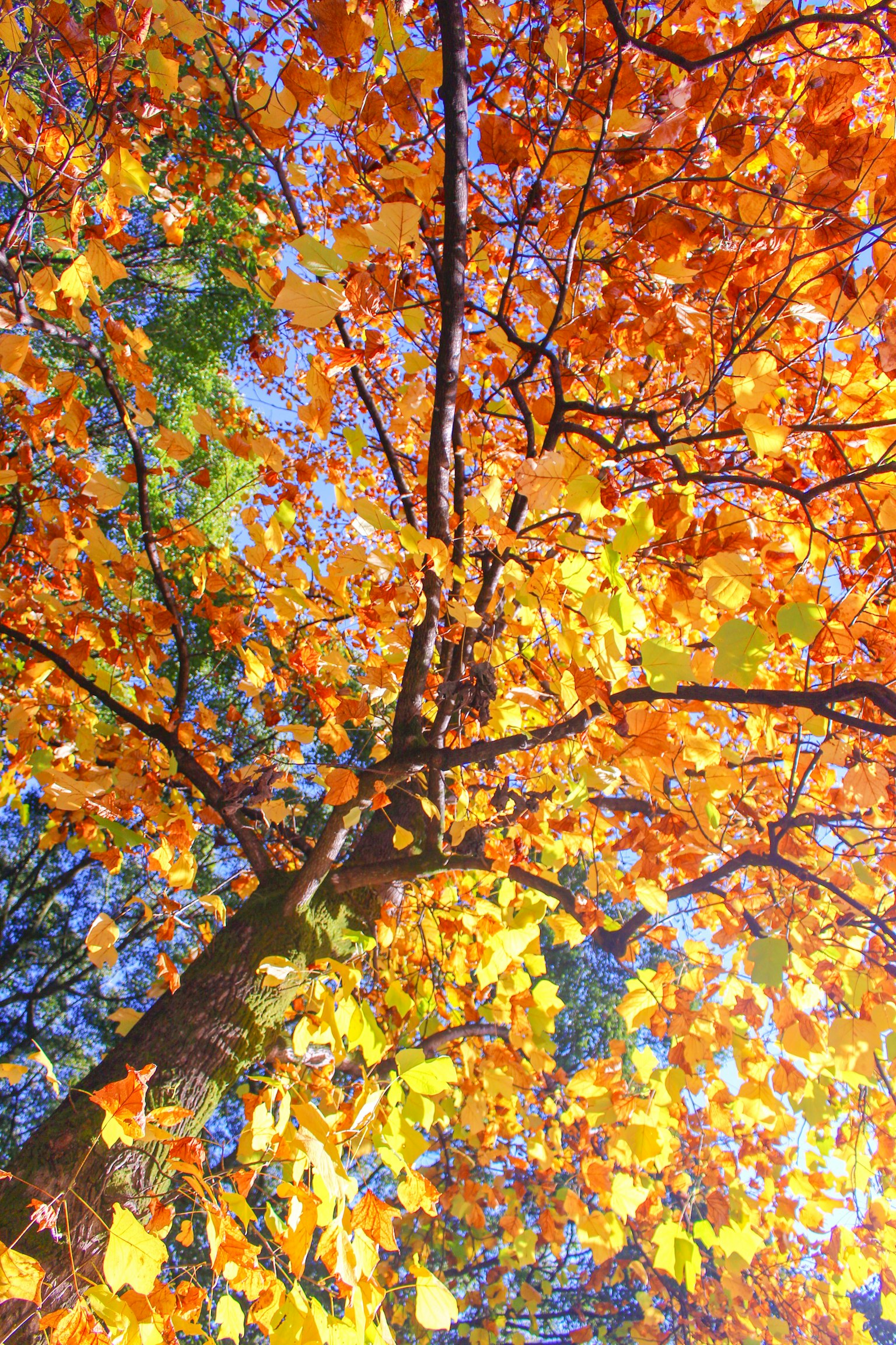 秋の葉が色づく木の上からの視点青空とオレンジ色の葉