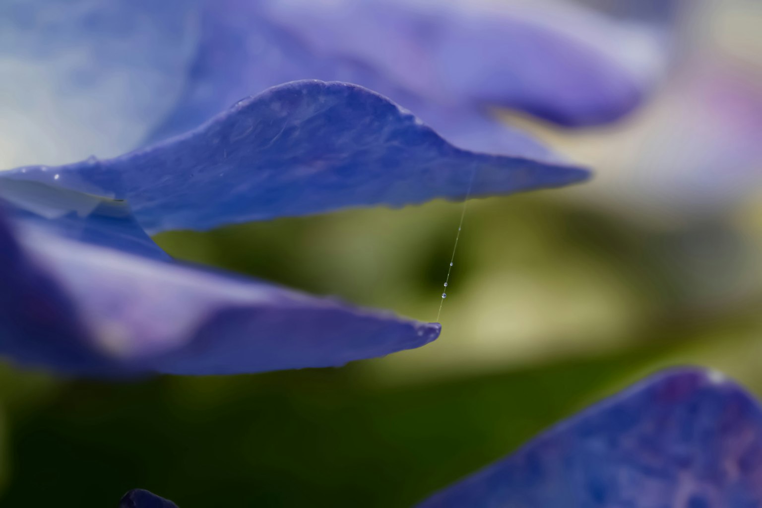 Image en gros plan de pétales de fleurs bleu-violet