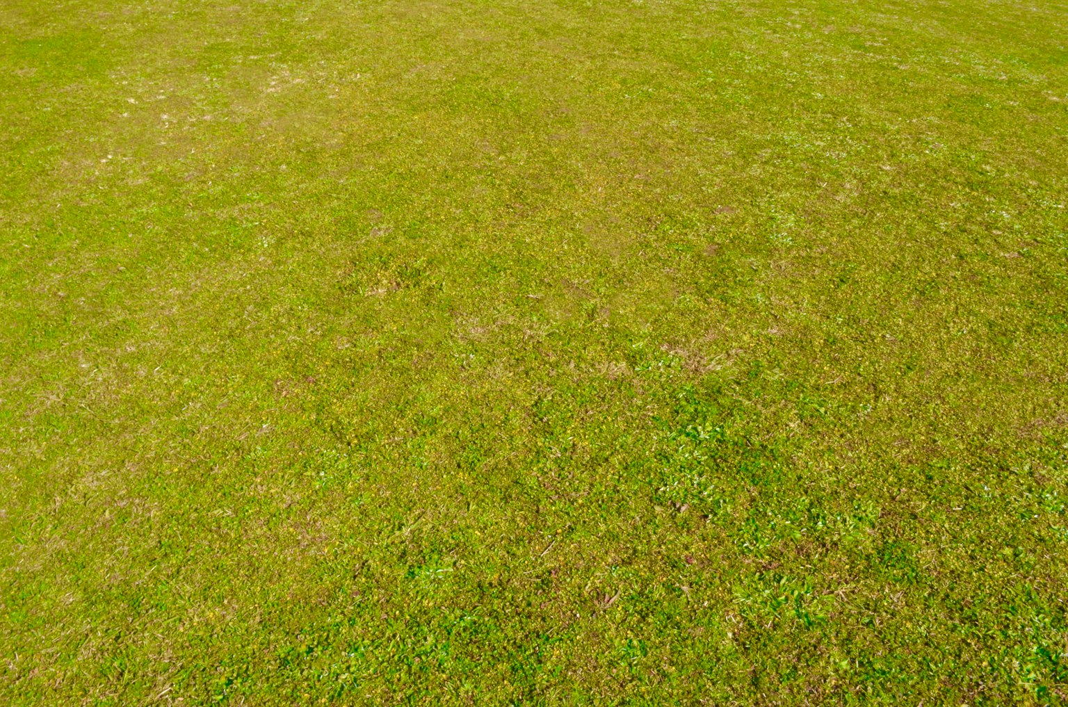 Campo de hierba verde con una textura suave