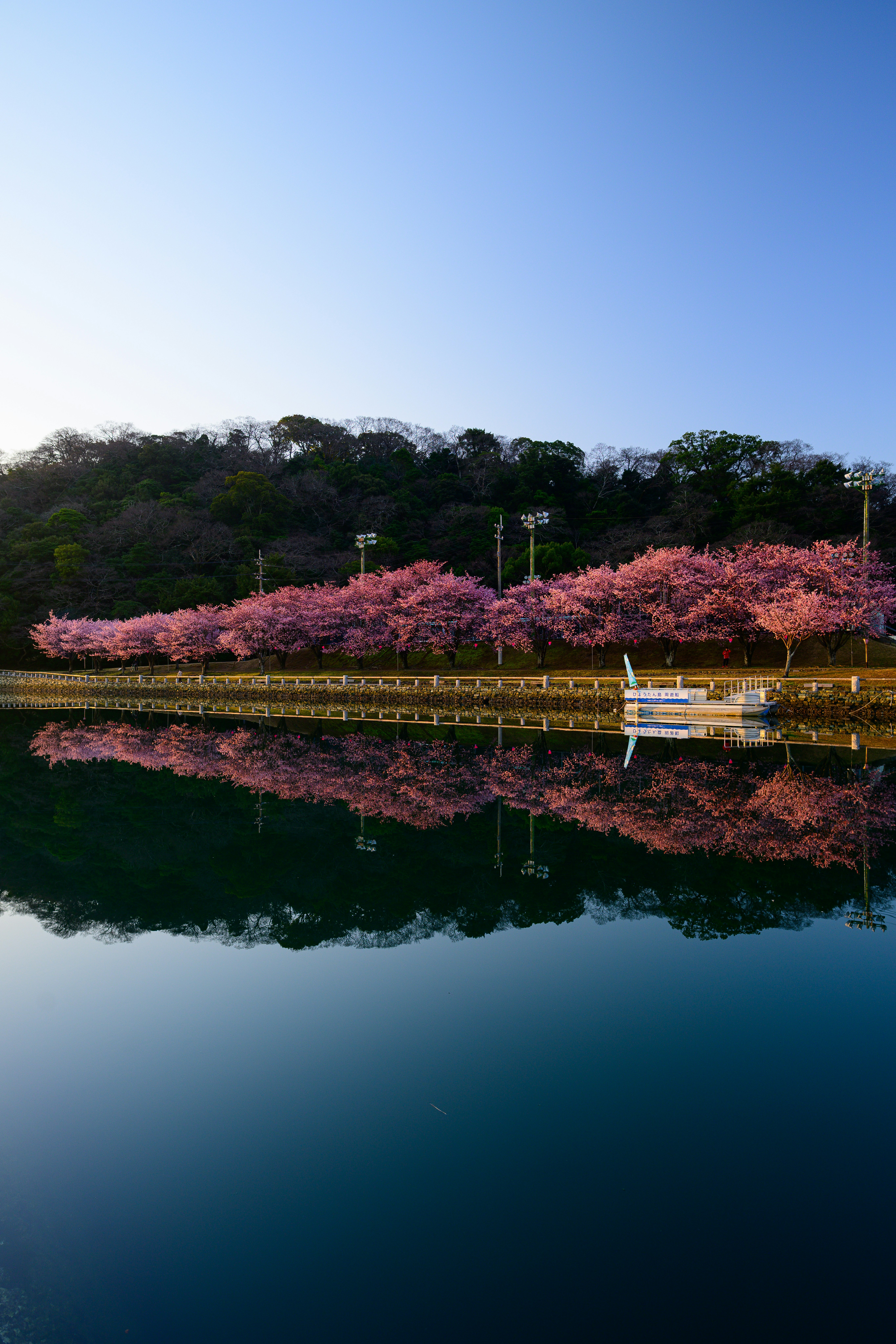 朝の桜並木と水面のリフレクション