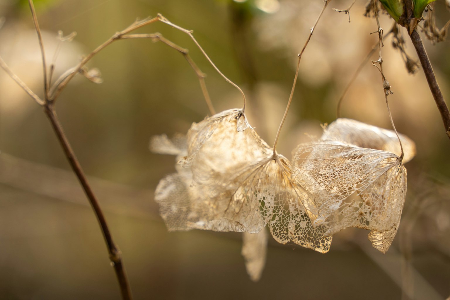 Transparent plastic pieces hanging from a branch