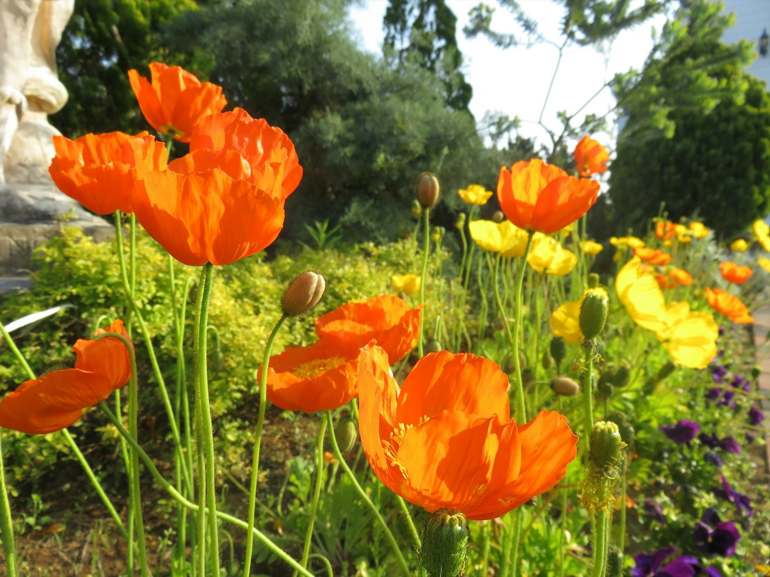 Une scène de jardin vibrante avec des fleurs de pavot orange et jaune