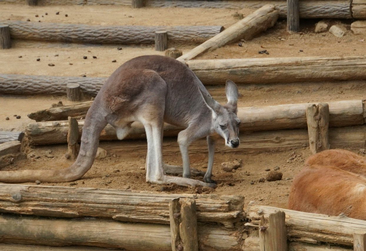 canguro che bruca in un recinto di zoo con staccionata di legno