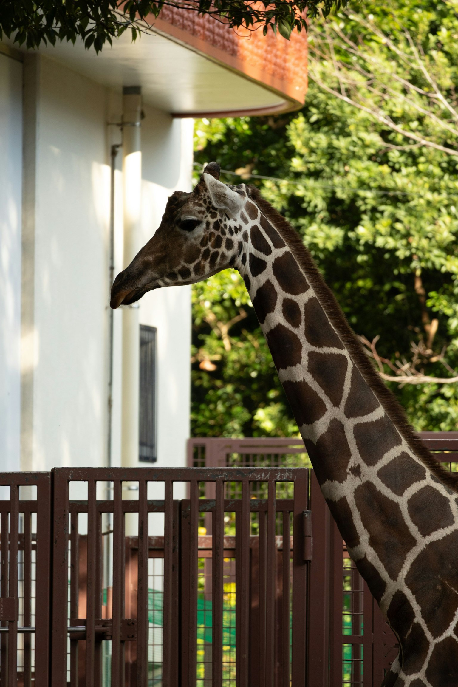 Eine Giraffe steht nahe einem Zaun mit grünen Bäumen im Hintergrund