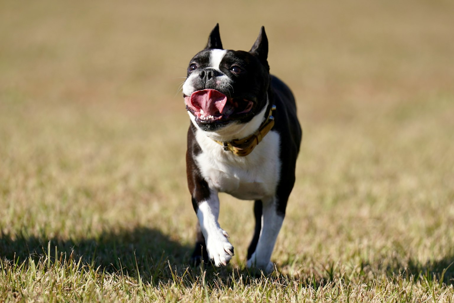 Một chú chó Boston Terrier đang cười chạy vui vẻ trên cánh đồng cỏ