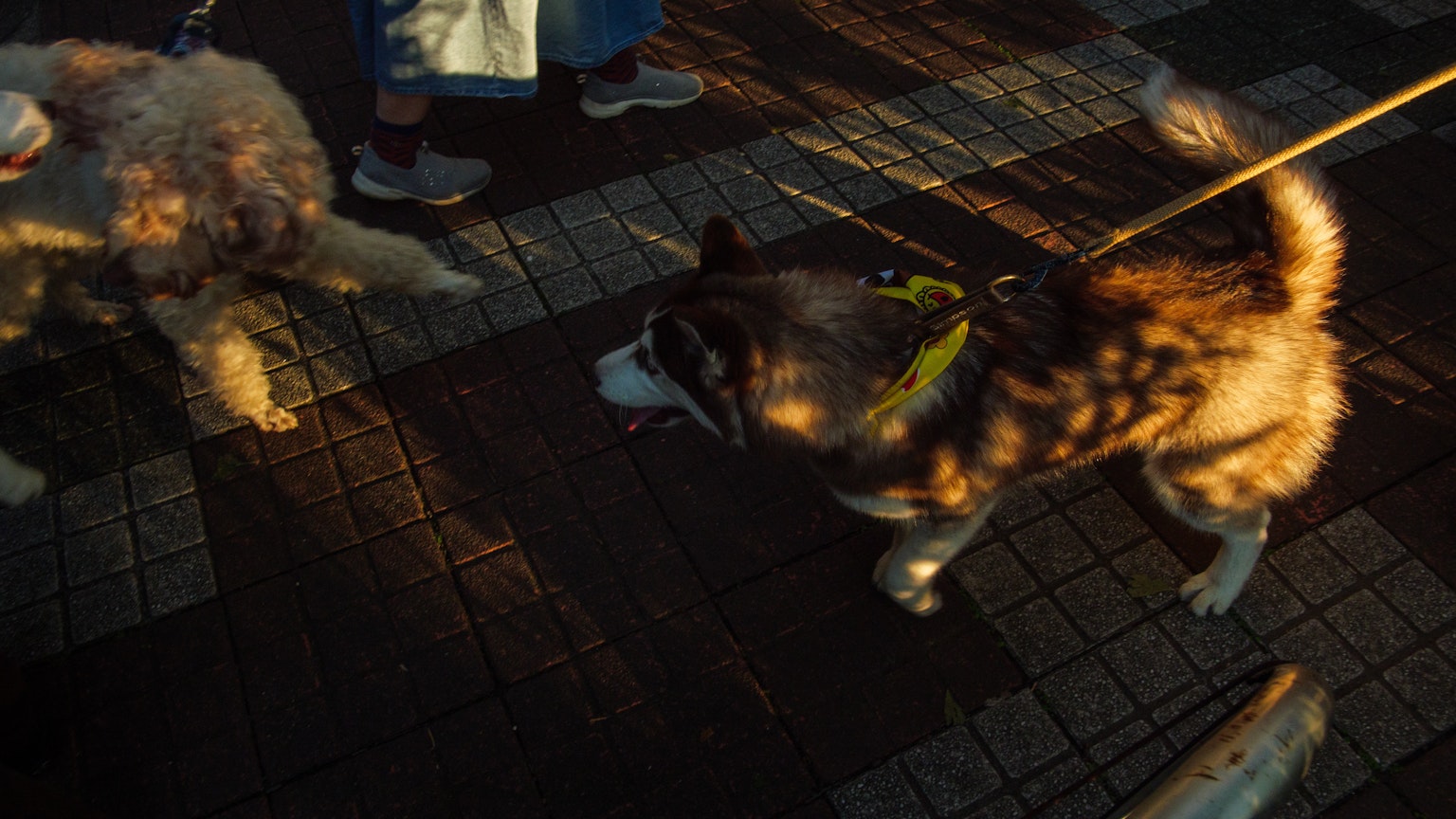 Two dogs walking in a park with sunlight casting shadows