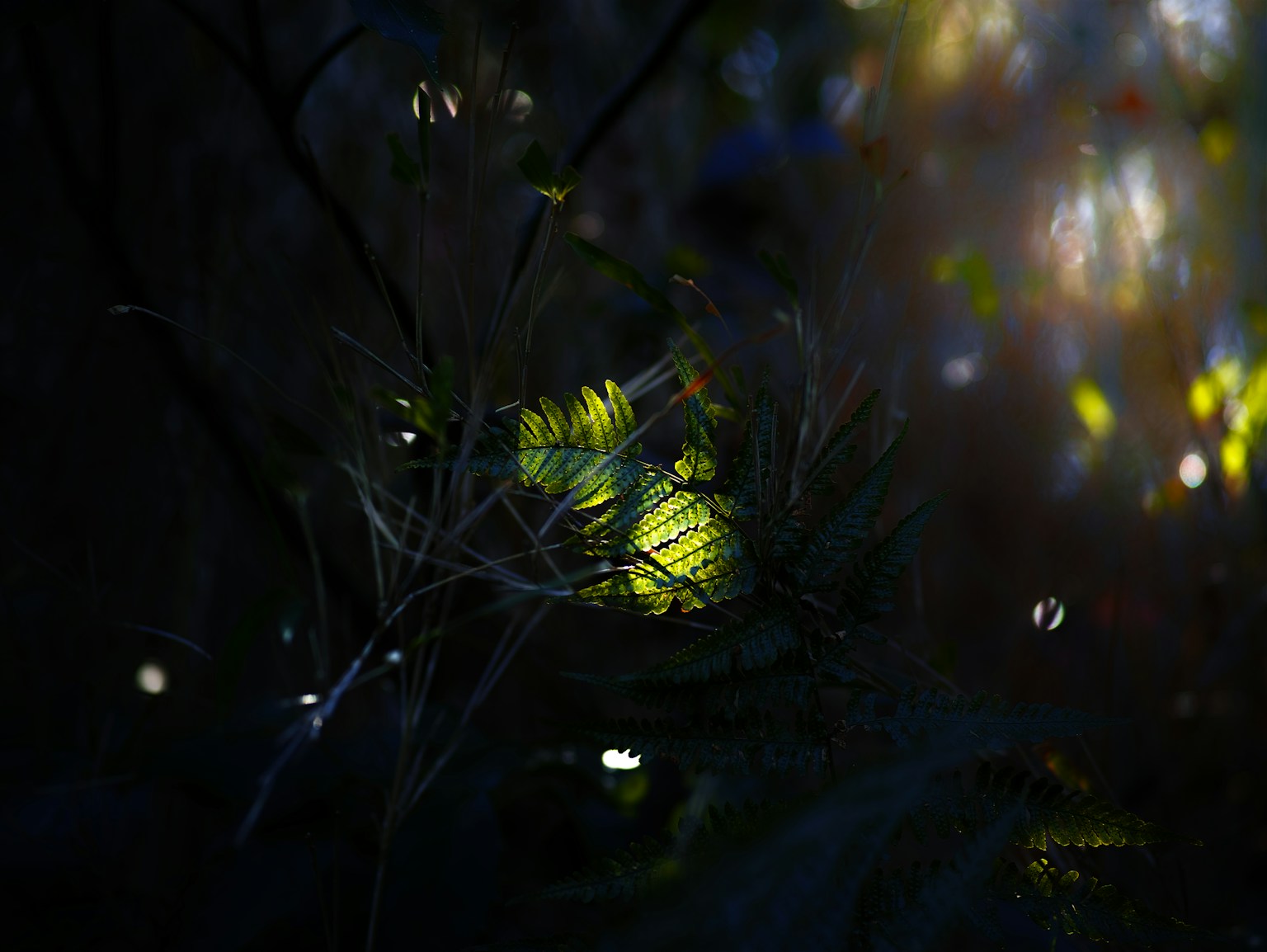 一幅神秘的图像，暗背景上有一朵发光的小黄花