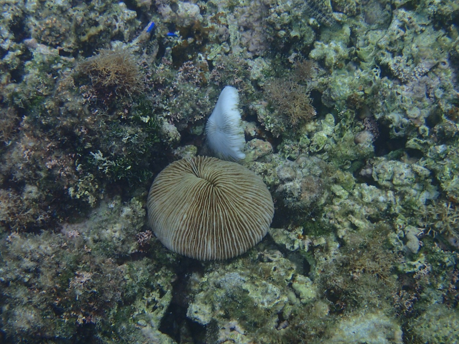 海底的大圓形珊瑚被藻類包圍
