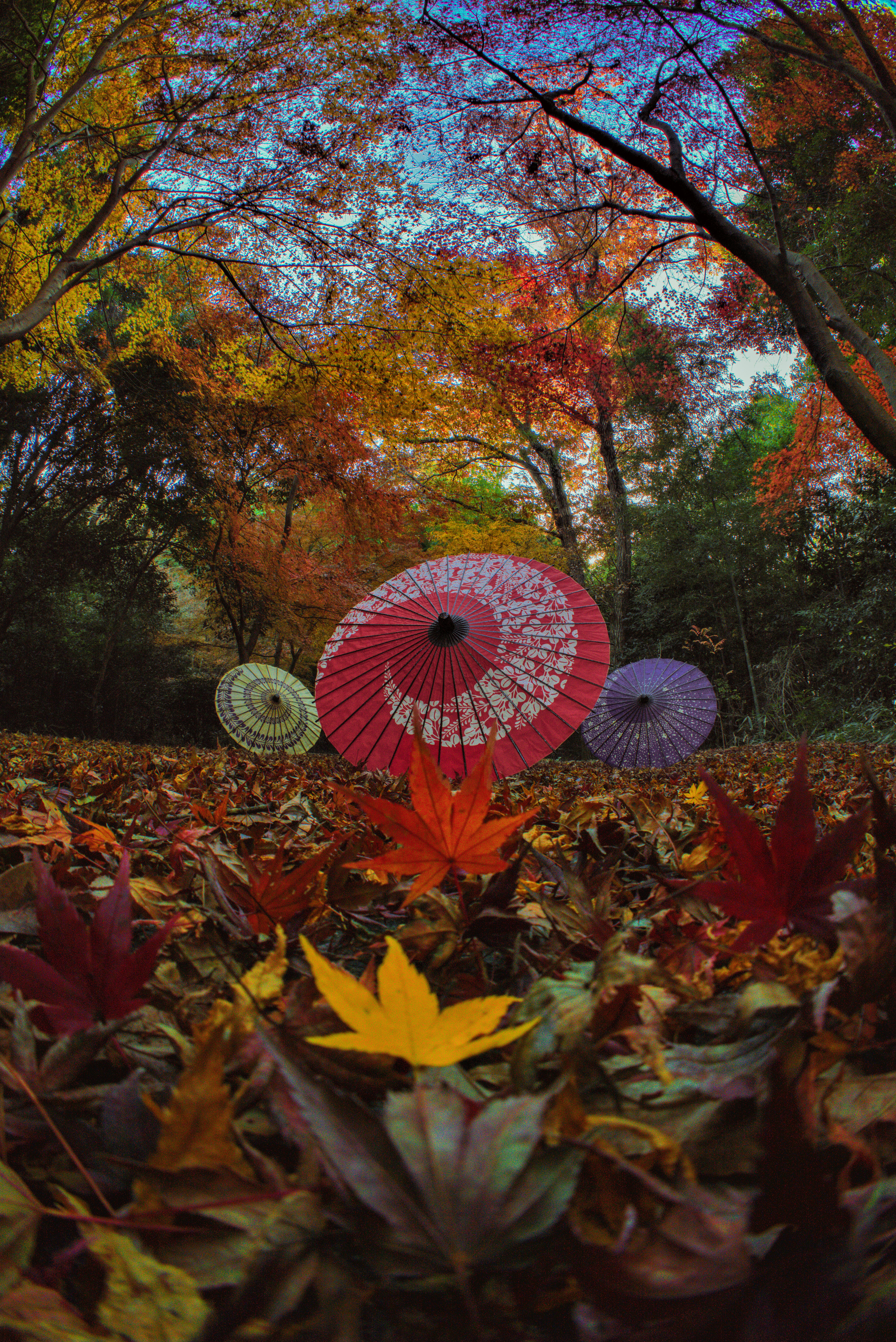紅葉の並木に咲く和傘と秋の落ち葉