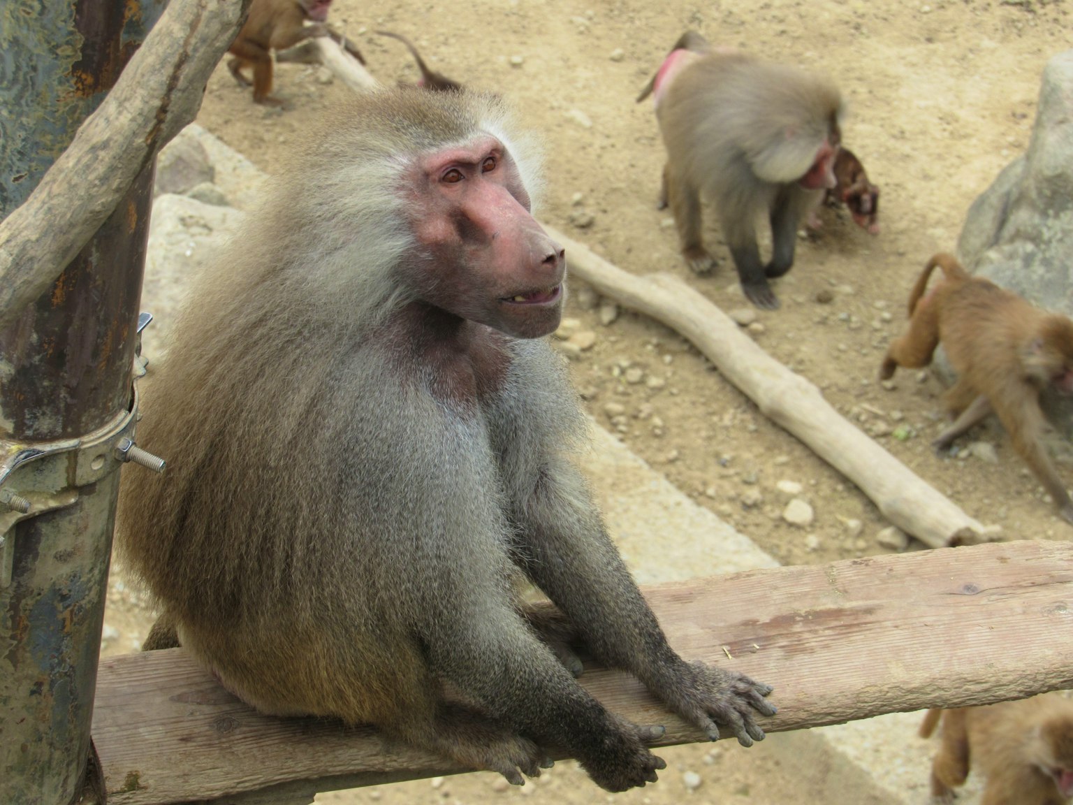 Un babouin assis sur une poutre en bois avec d'autres babouins en arrière-plan